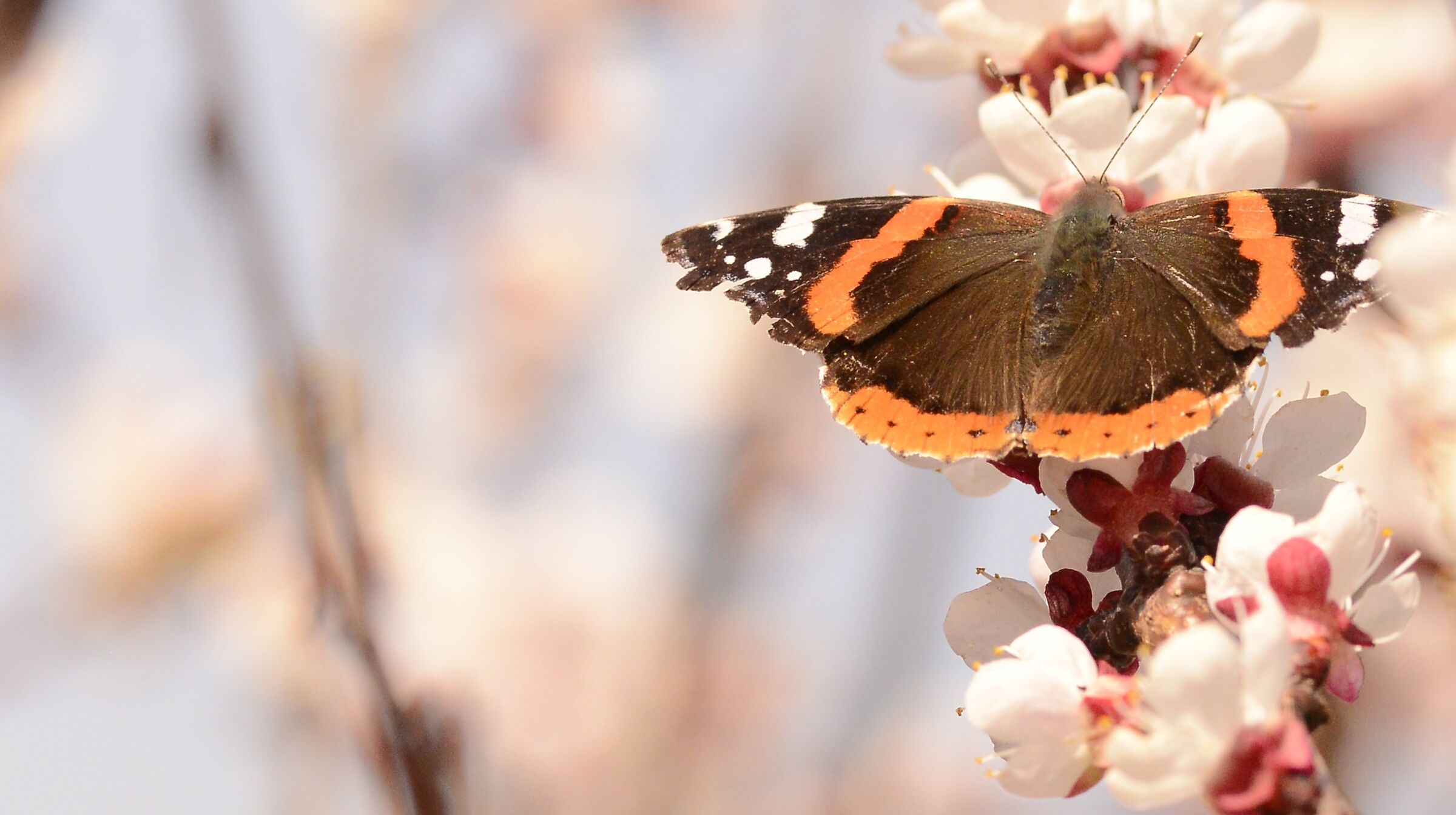 Butterflay