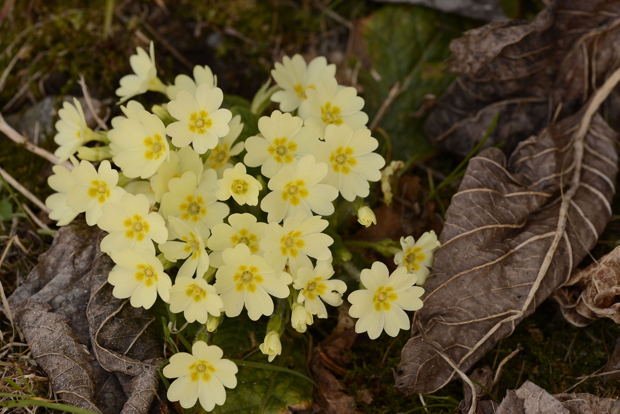 Spring is coming