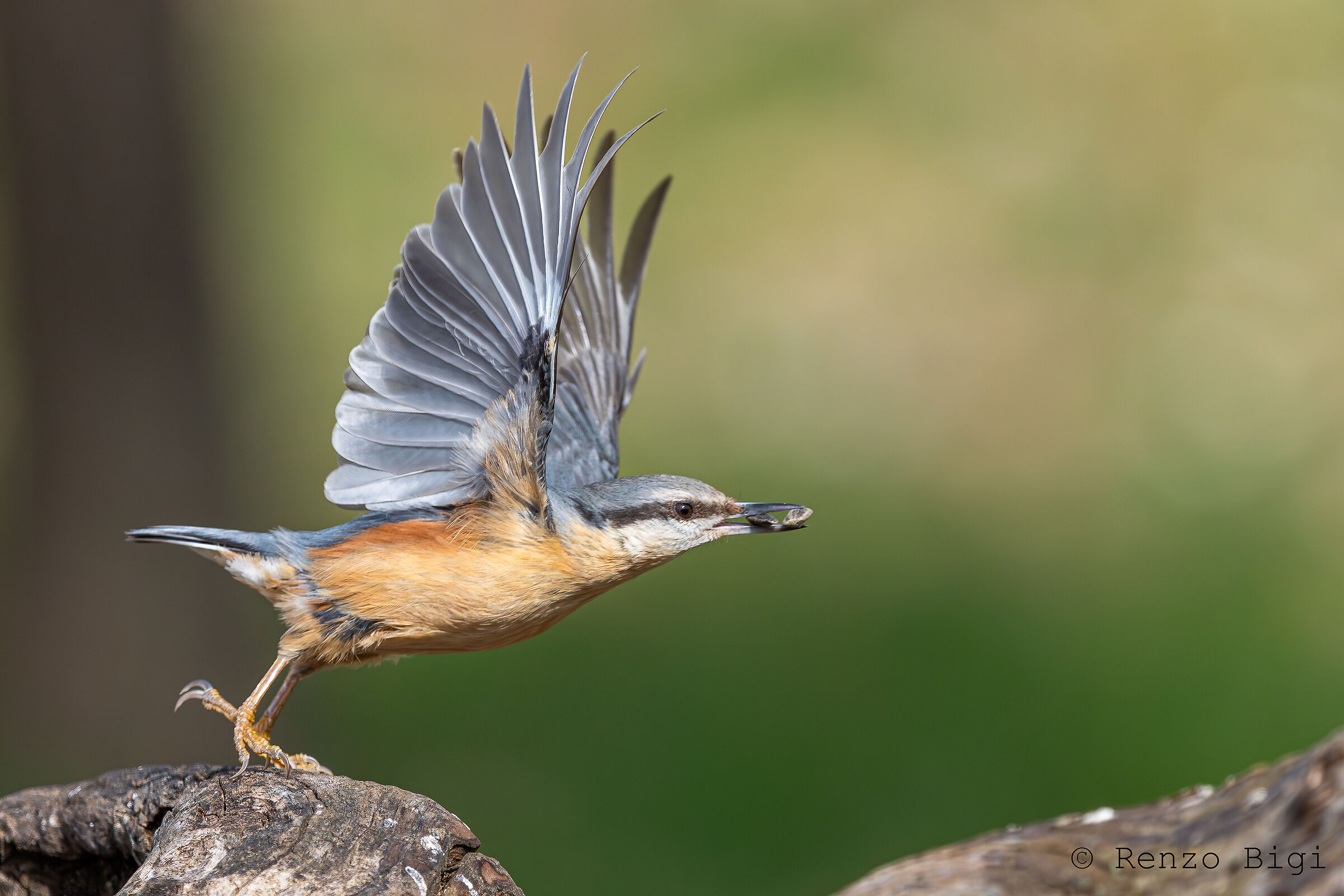 Nuthatch