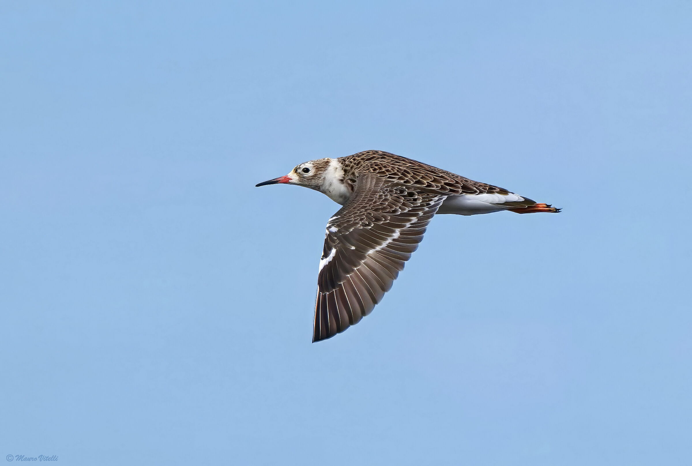 Fighter (Calidris pugnax)