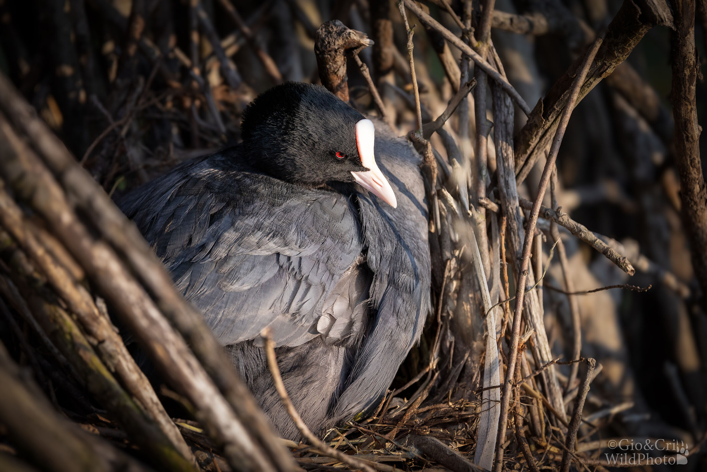 Guarded Coot