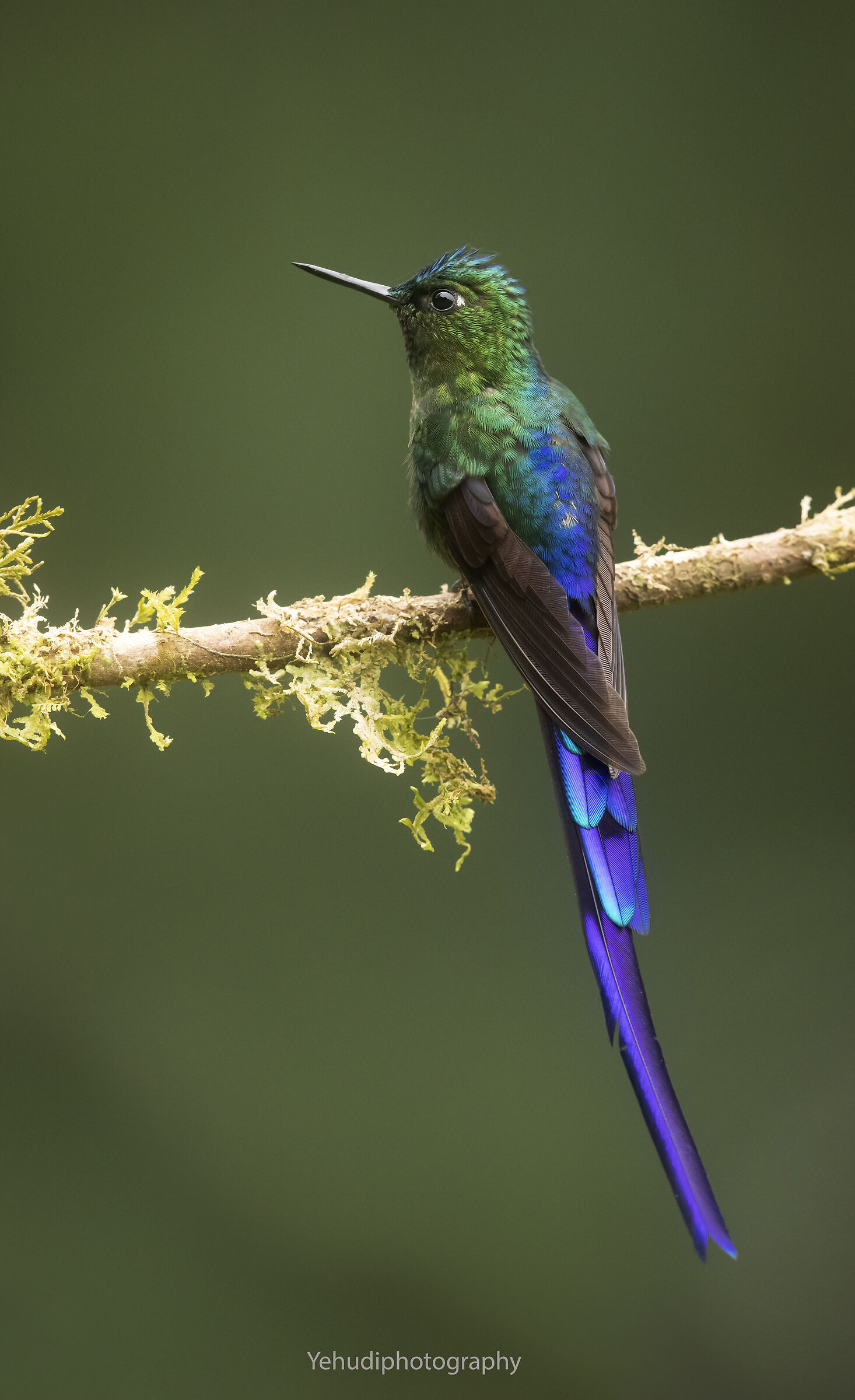 Violet tailed sylph