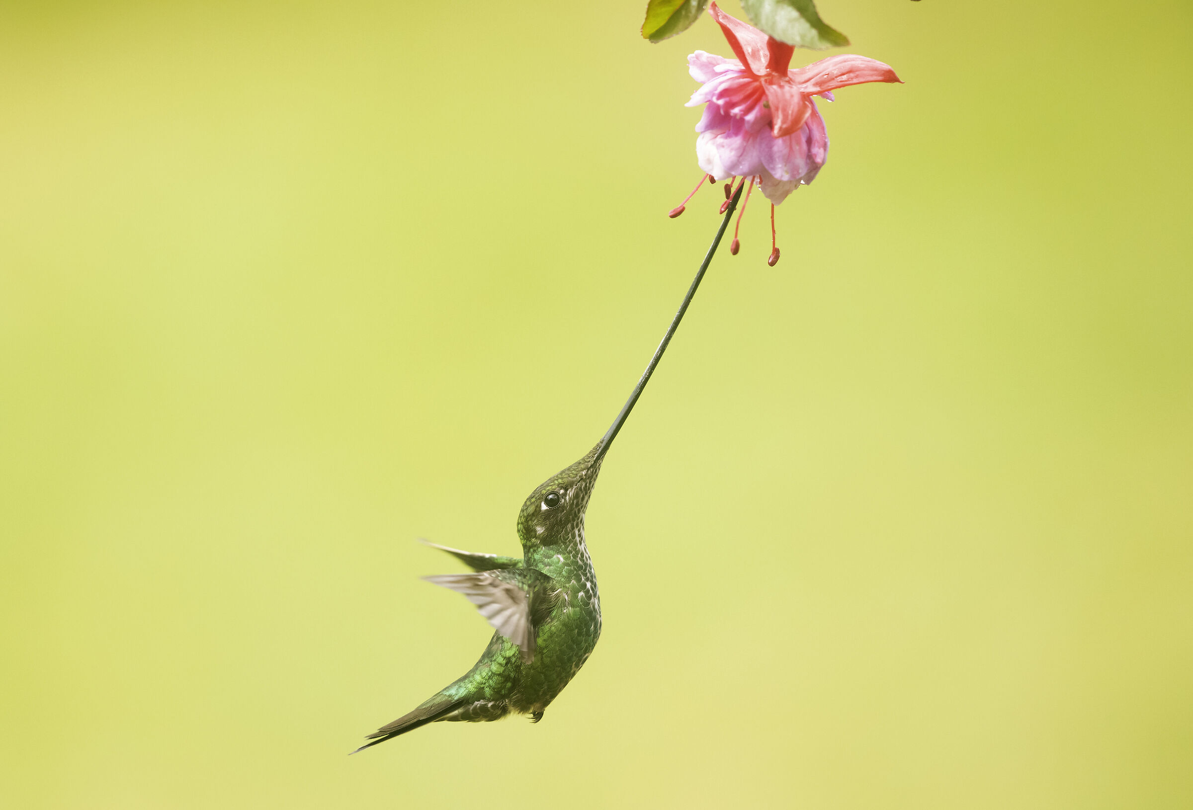 Sword billed hummingbird