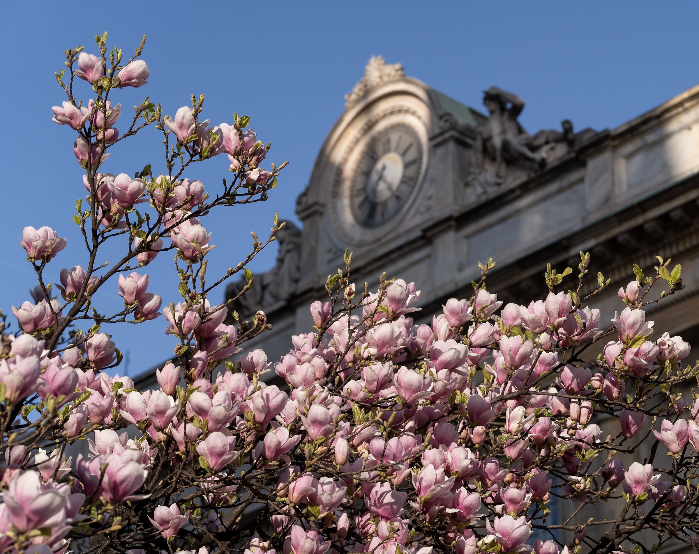 "Magnolia Denudata" in Piazza Duomo - 07/03/2026, 16:33