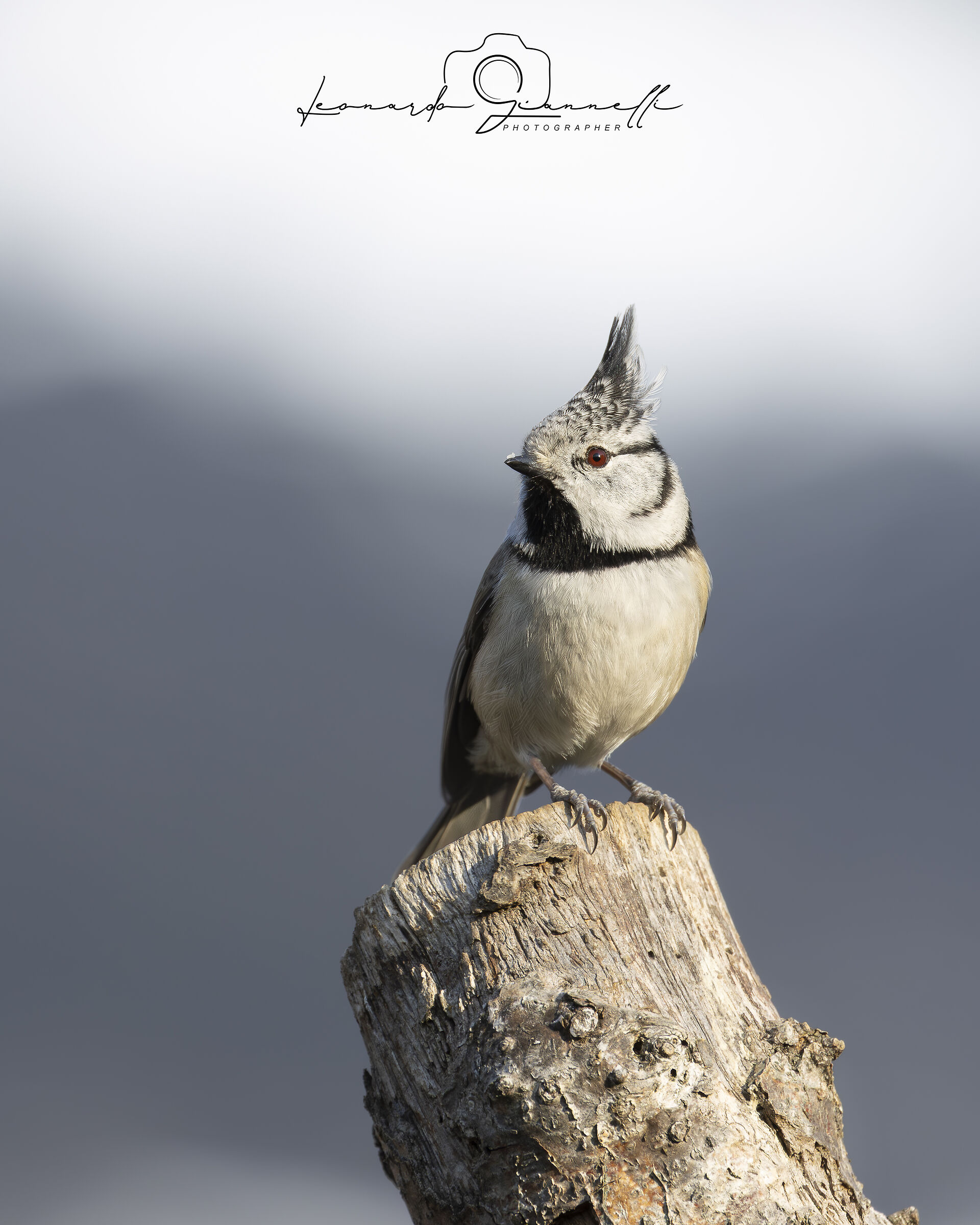 Cincia dal Ciuffo (Lophophanes cristatus)