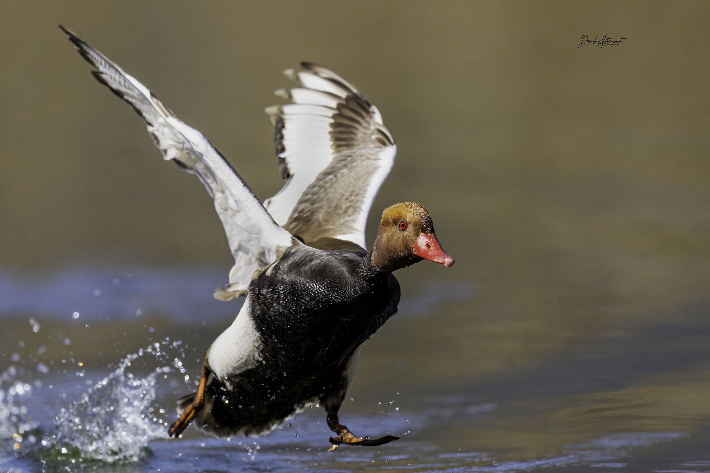Pochard