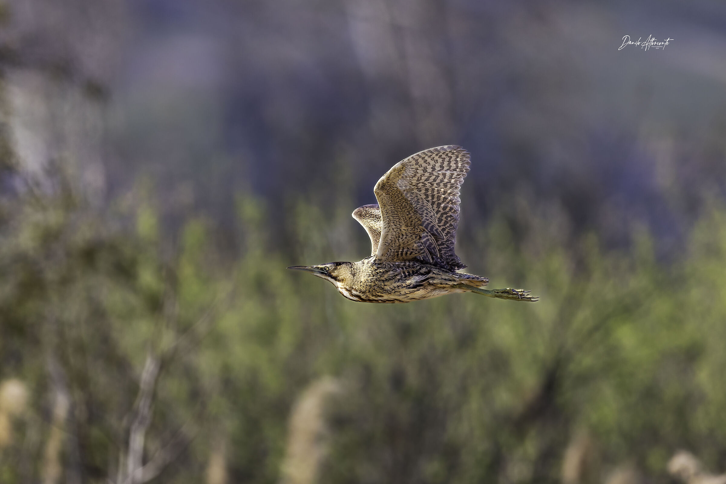 Bittern