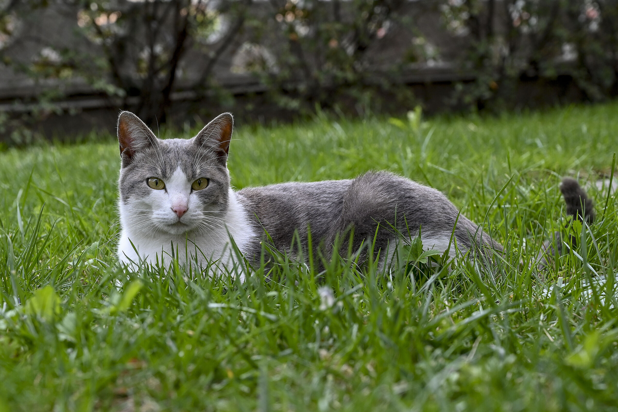 Domestic cat