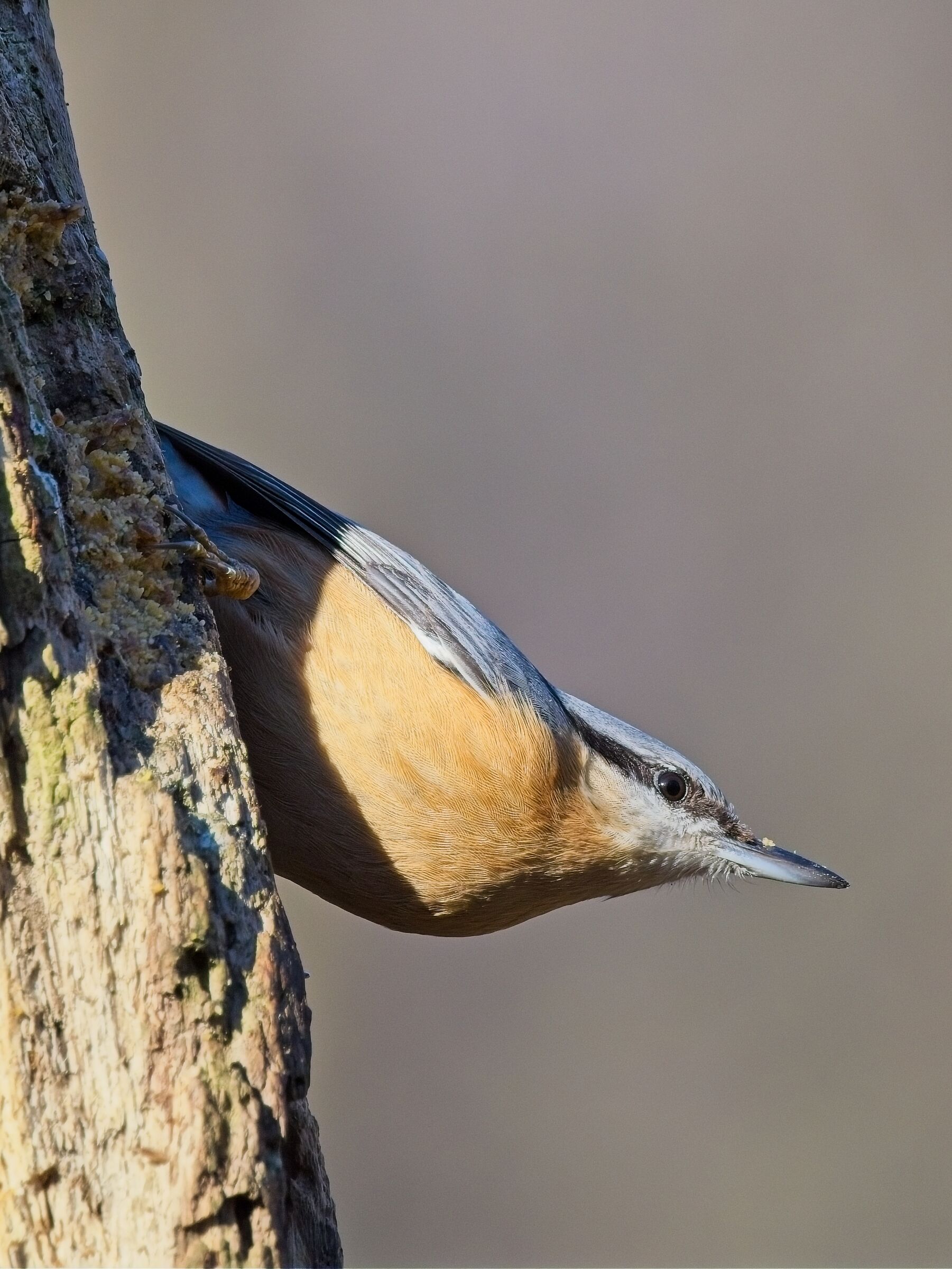 Nuthatch