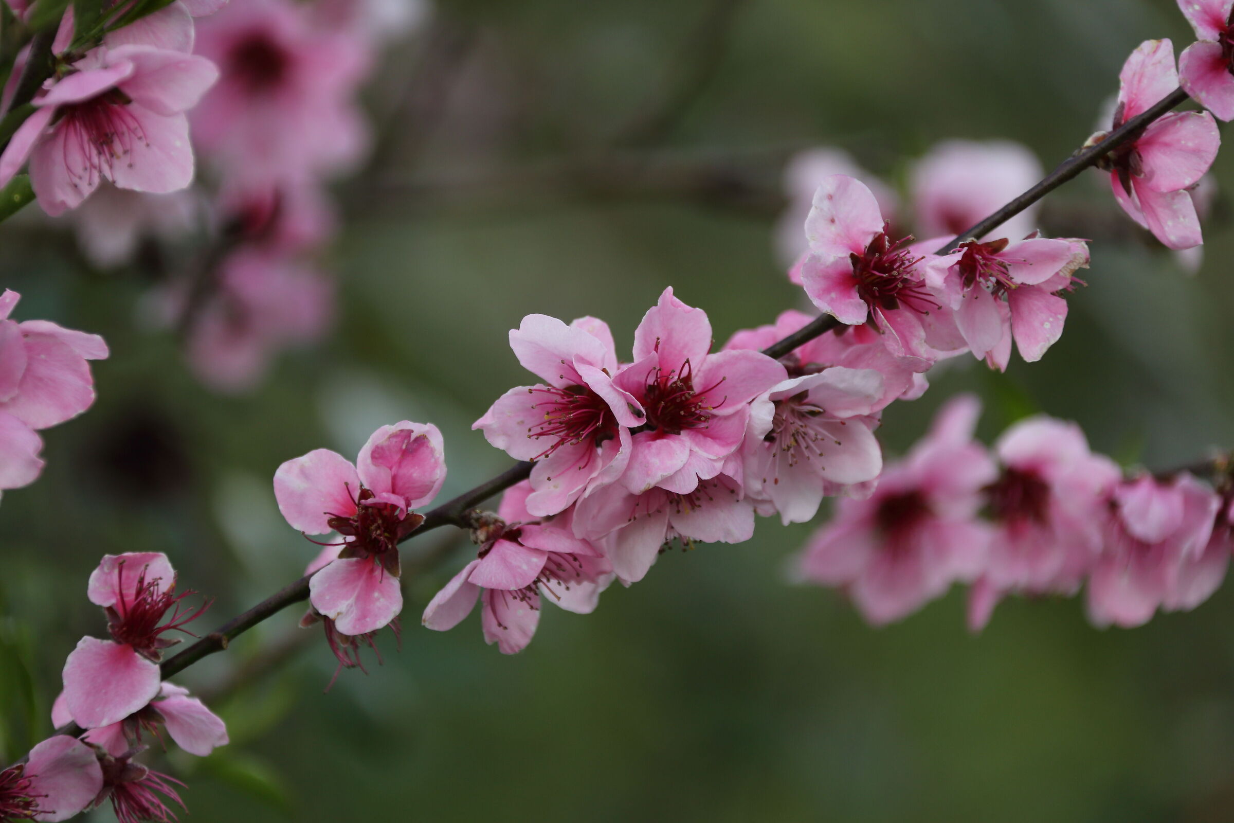 Pink flowers....