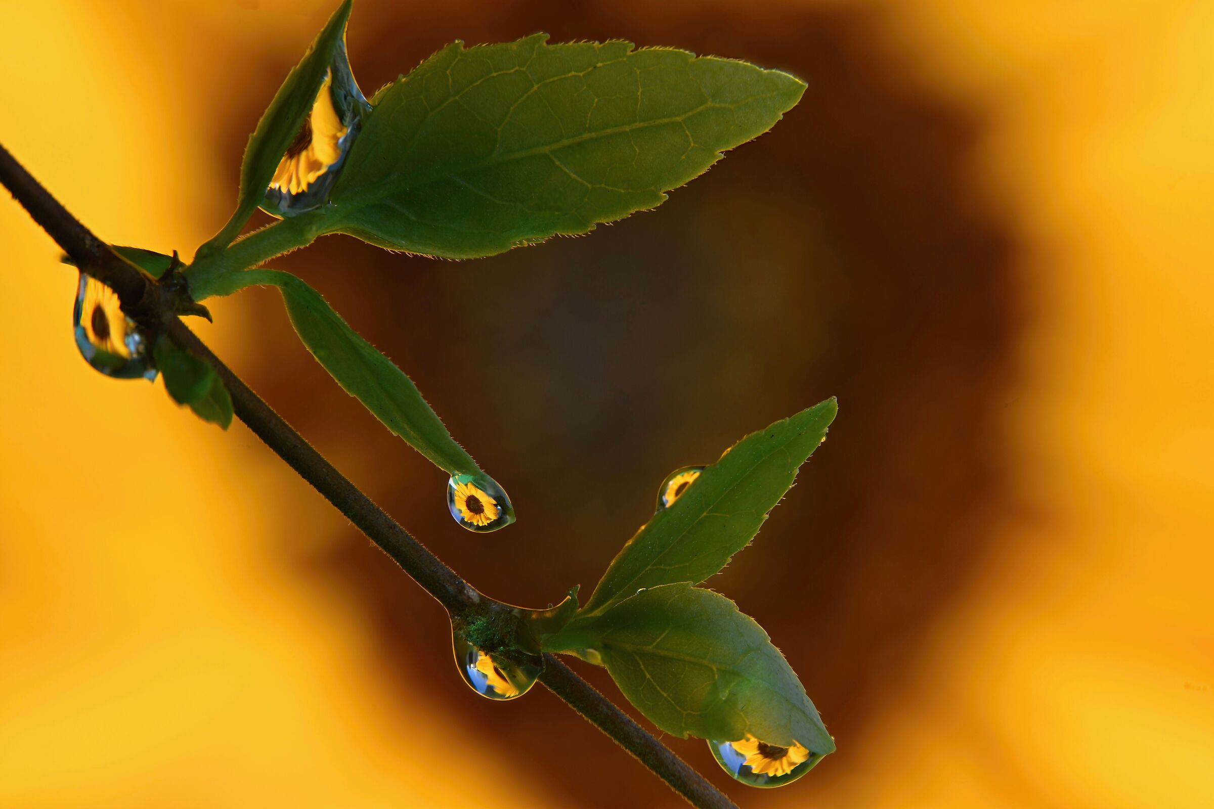 Miniature Gemini Sunflower