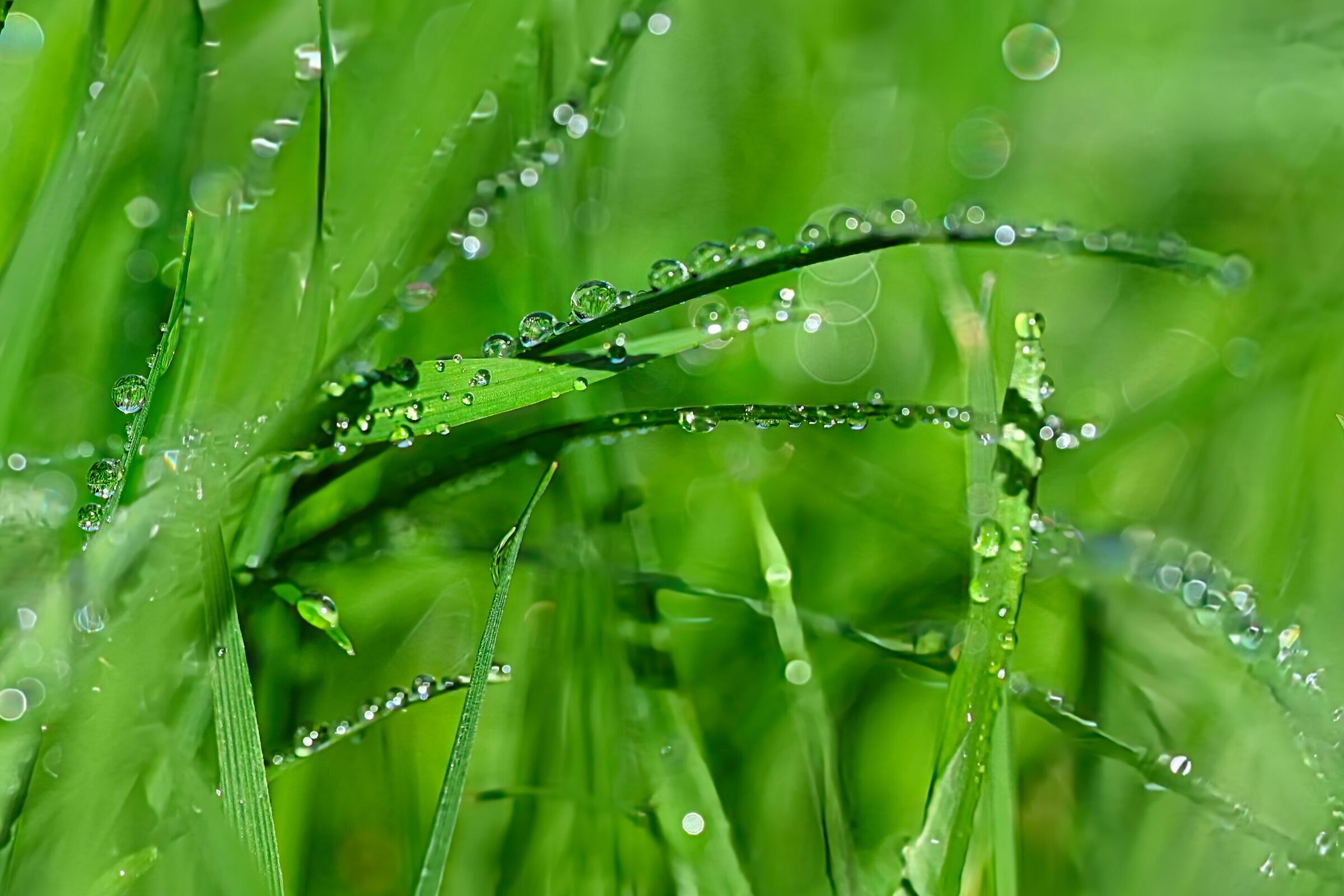 Blades of grass and dew