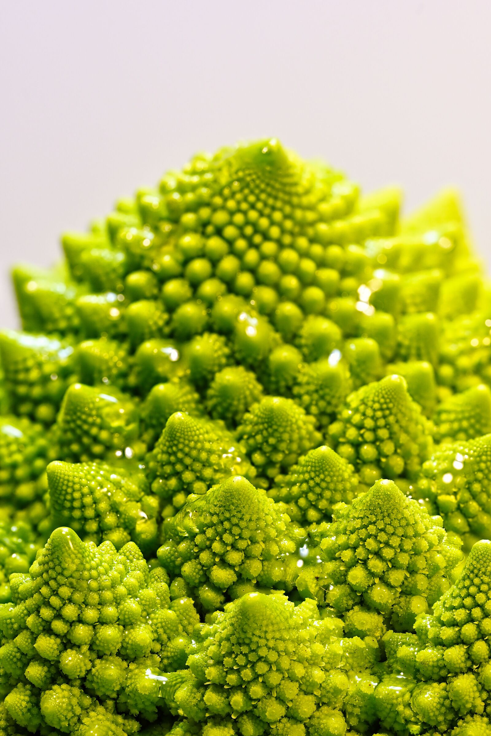 Green galaxies or edible Fractals?