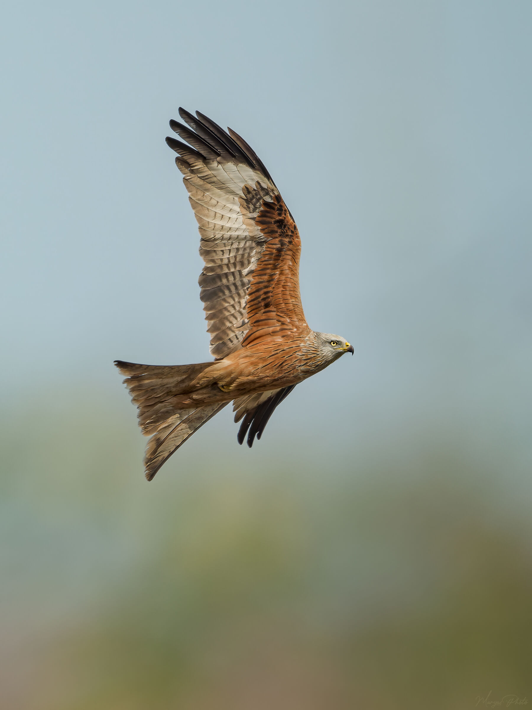 Red Kite