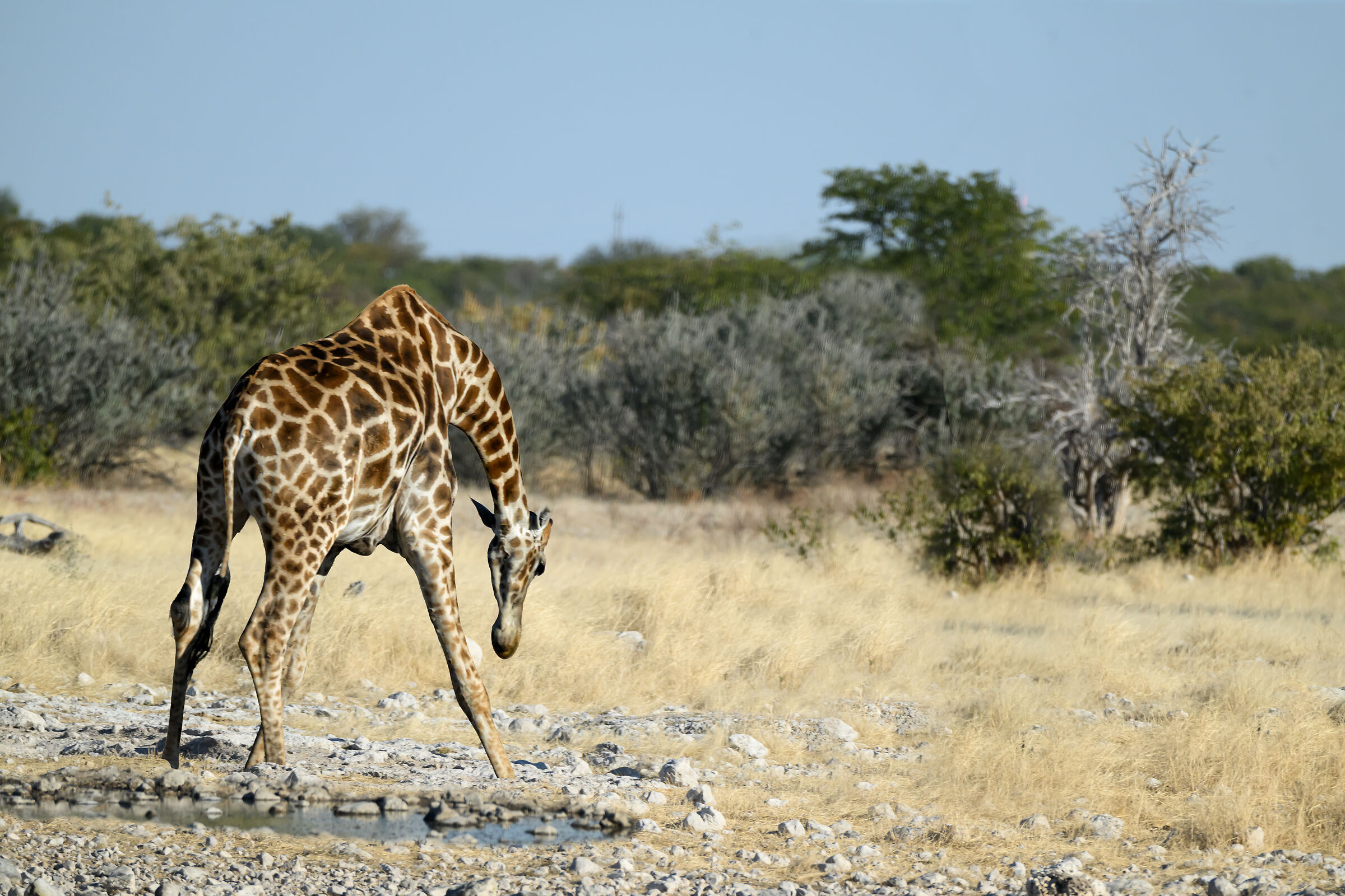 How hard it is to drink when you are so tall!