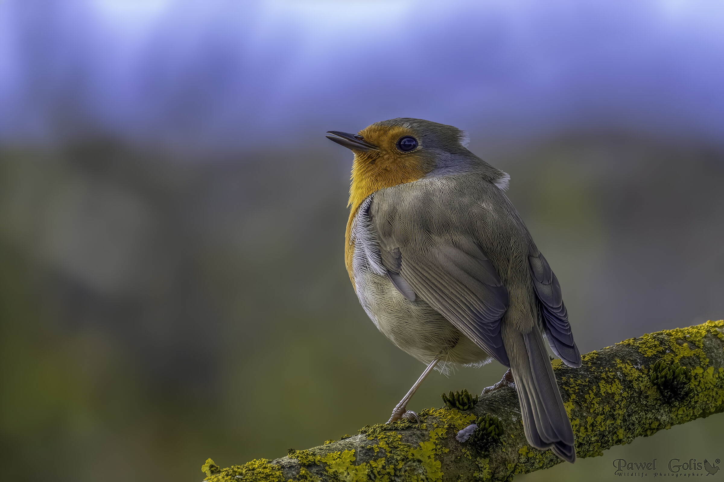 Pettirosso europeo (Erithacus rubecula)