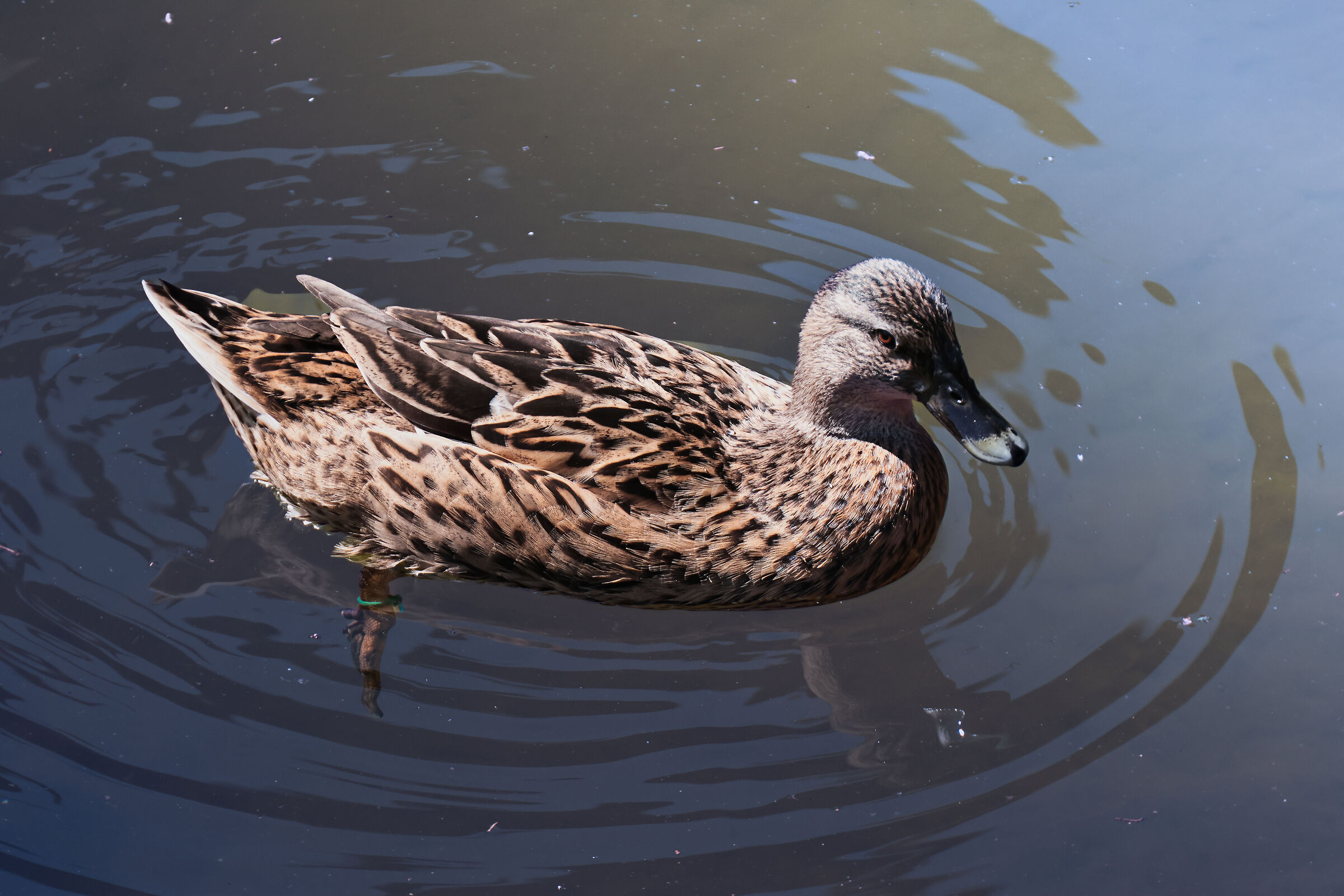 The Queen of the Pond