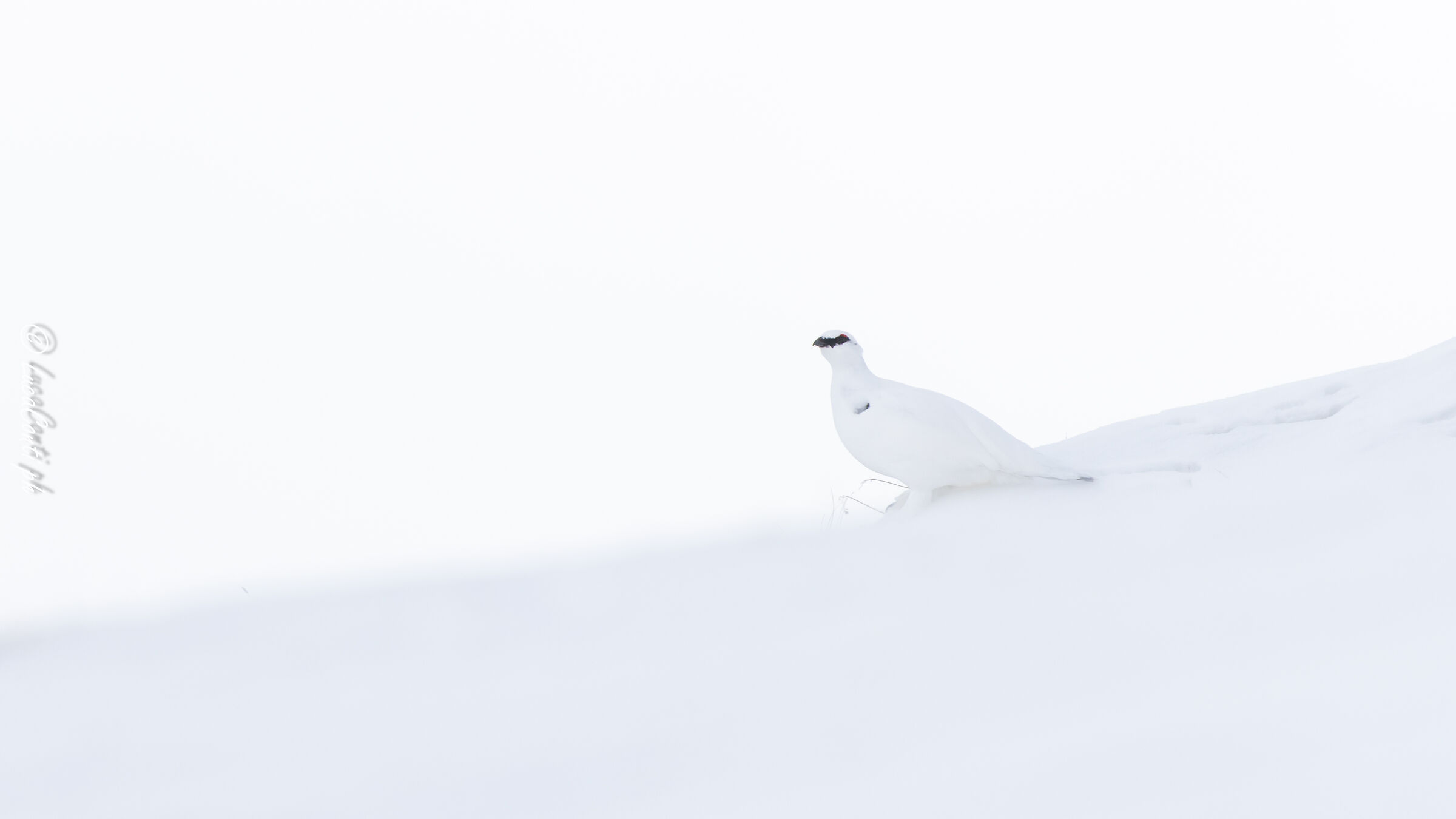Total white