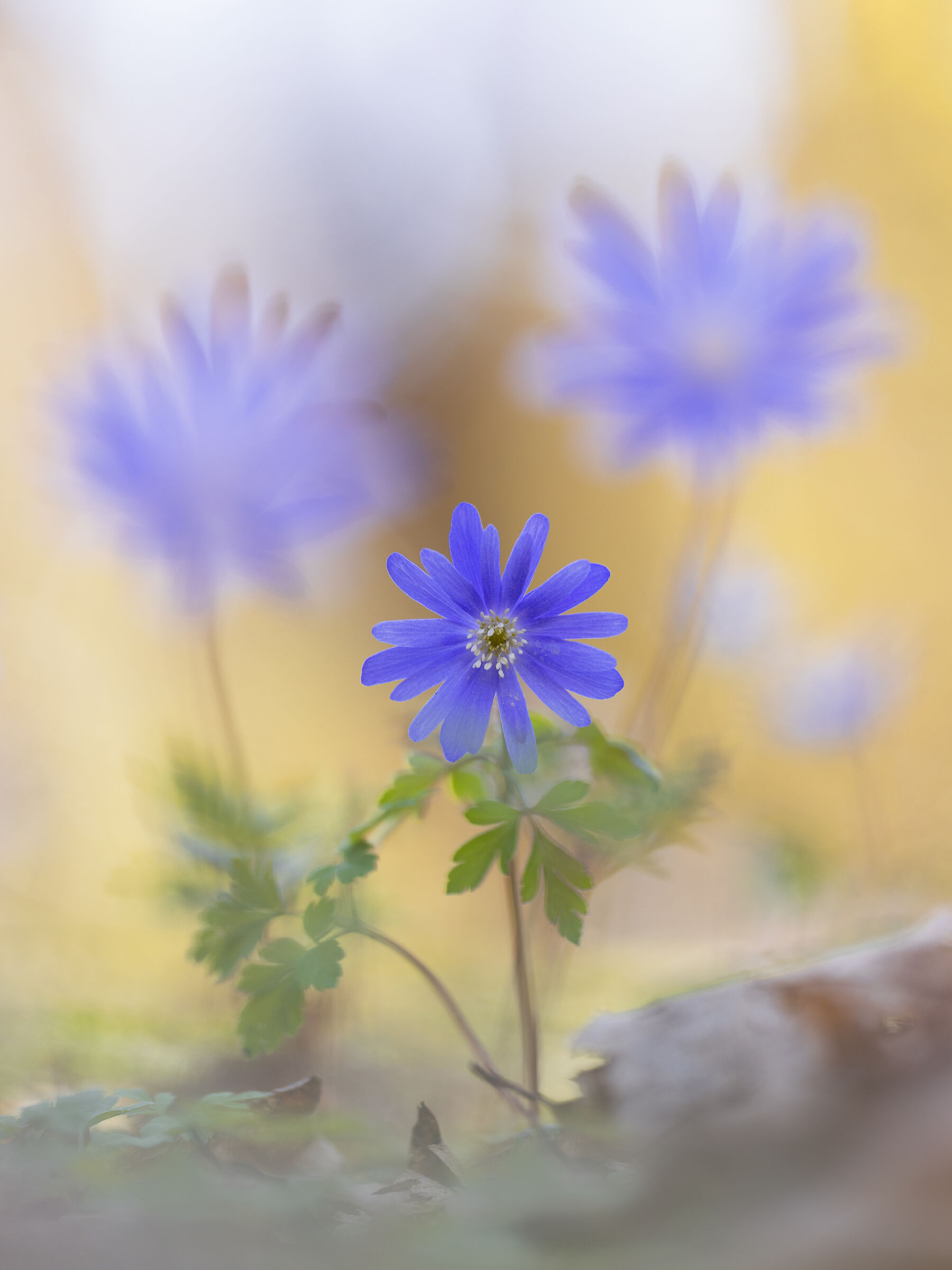 Anemone apennine