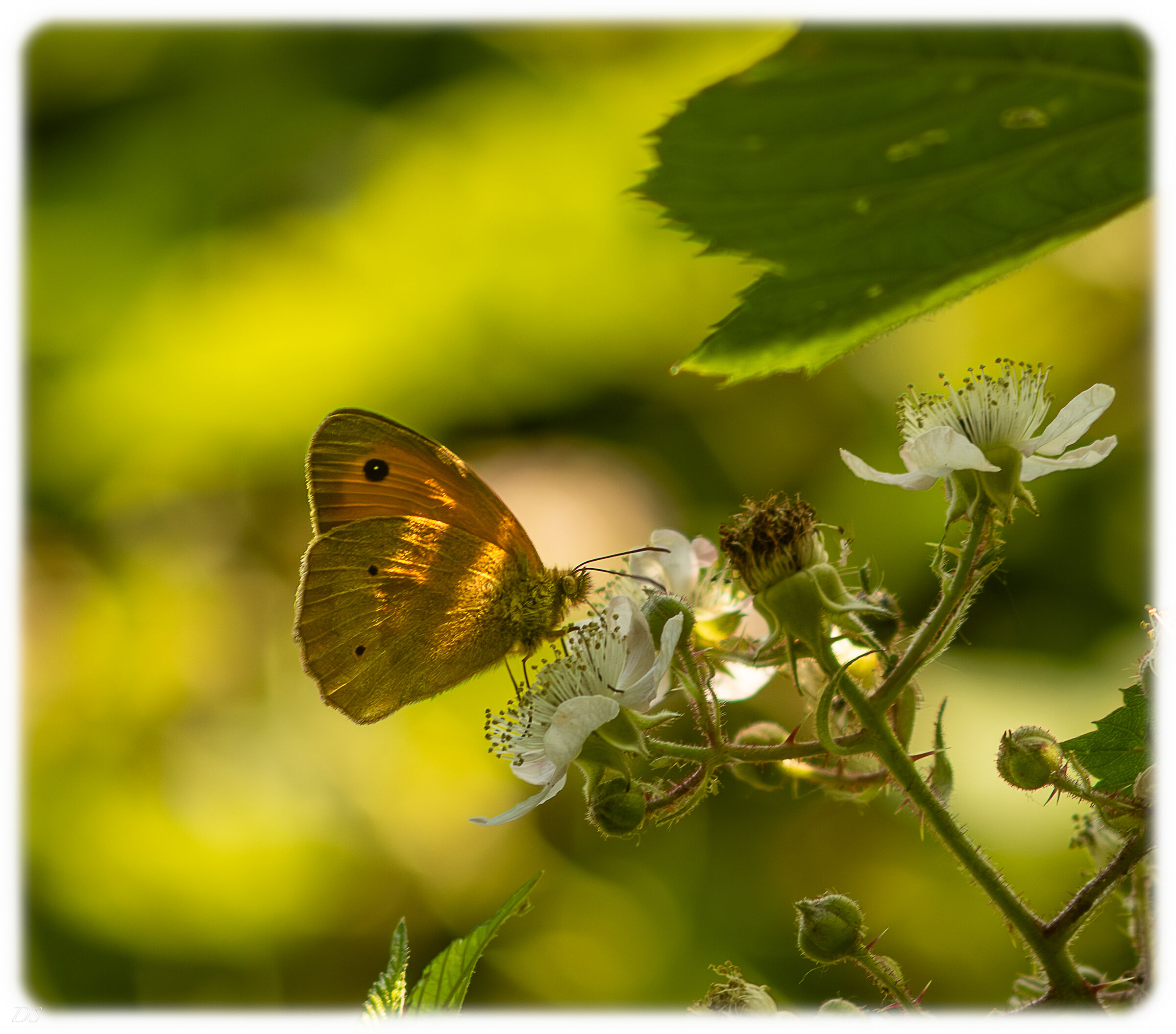 Butterfly