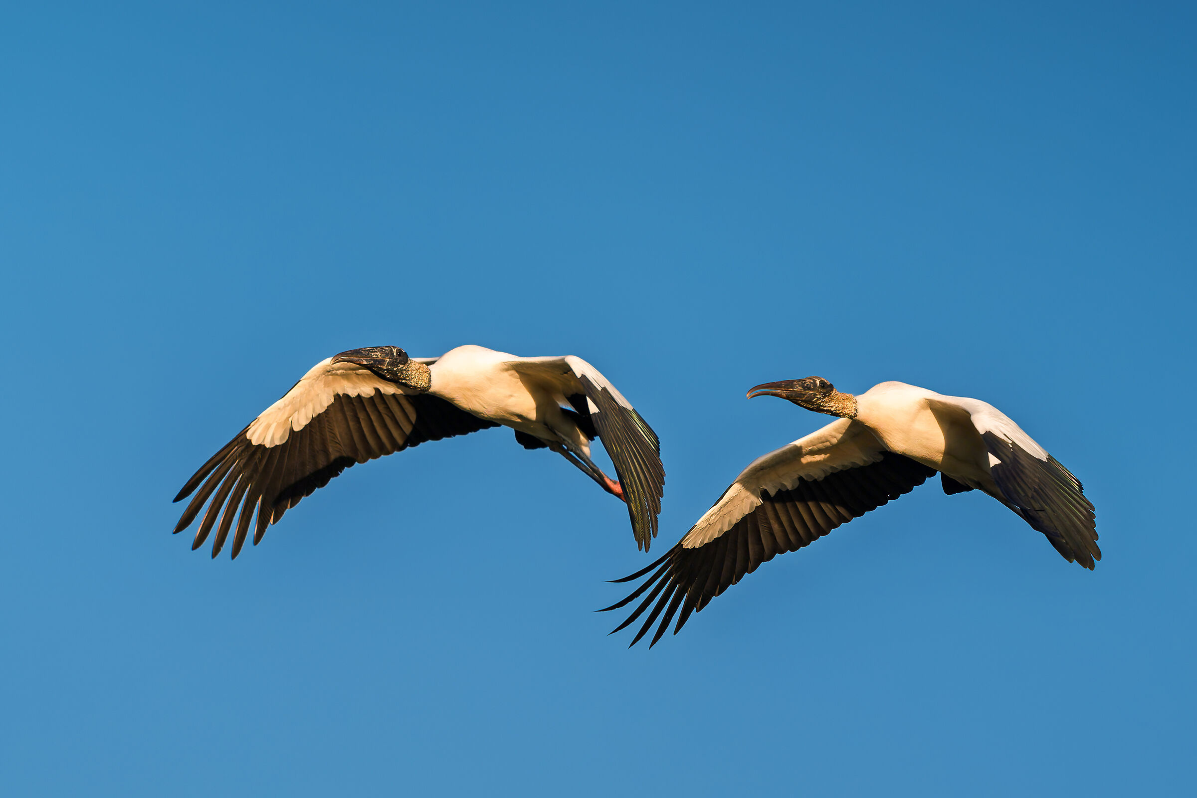 American stork