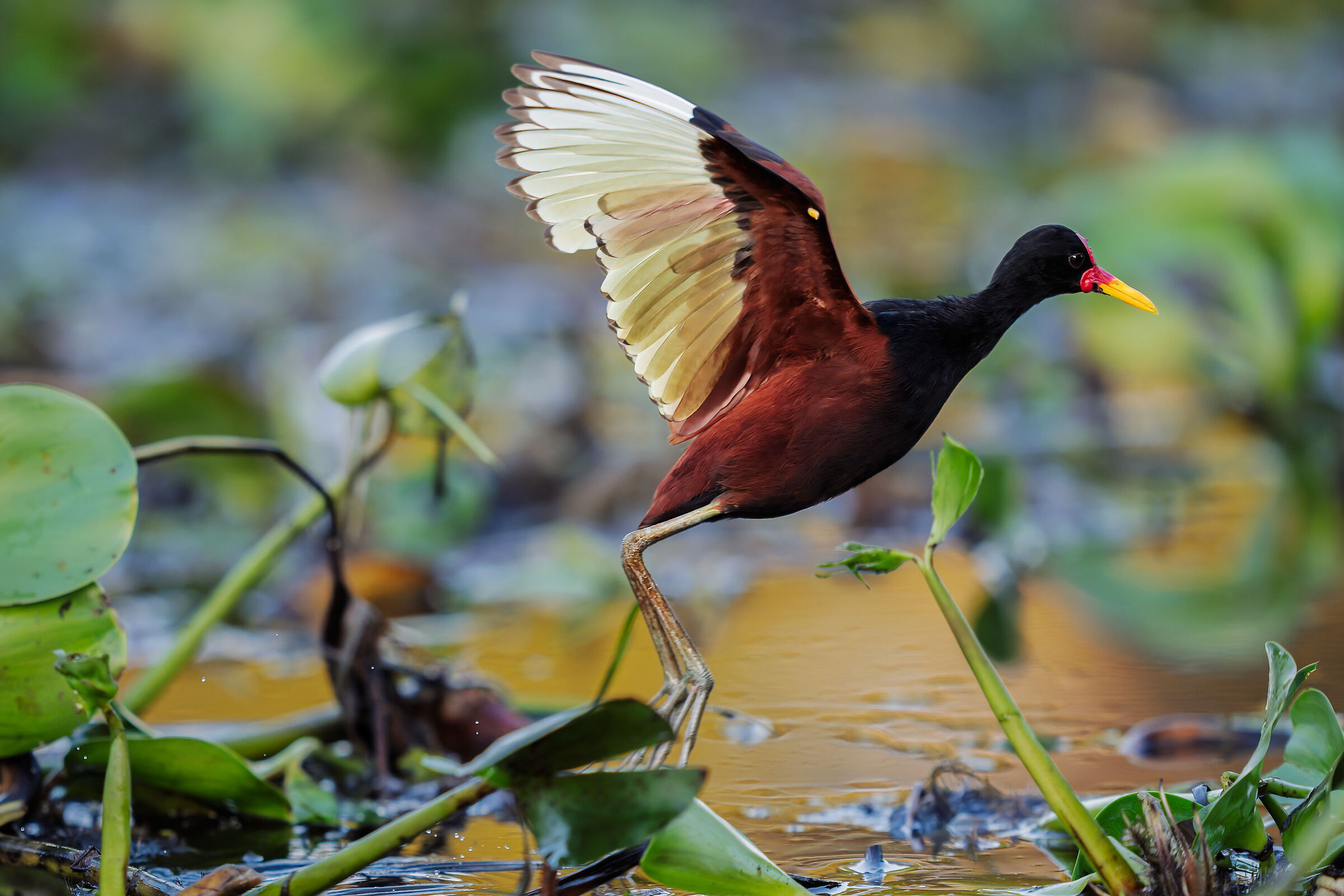 Jacana from barbels