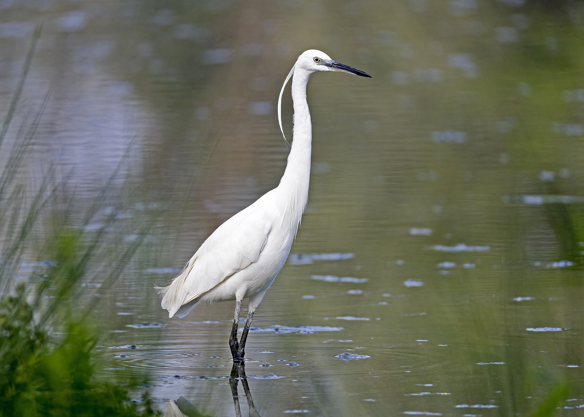 Little Egret