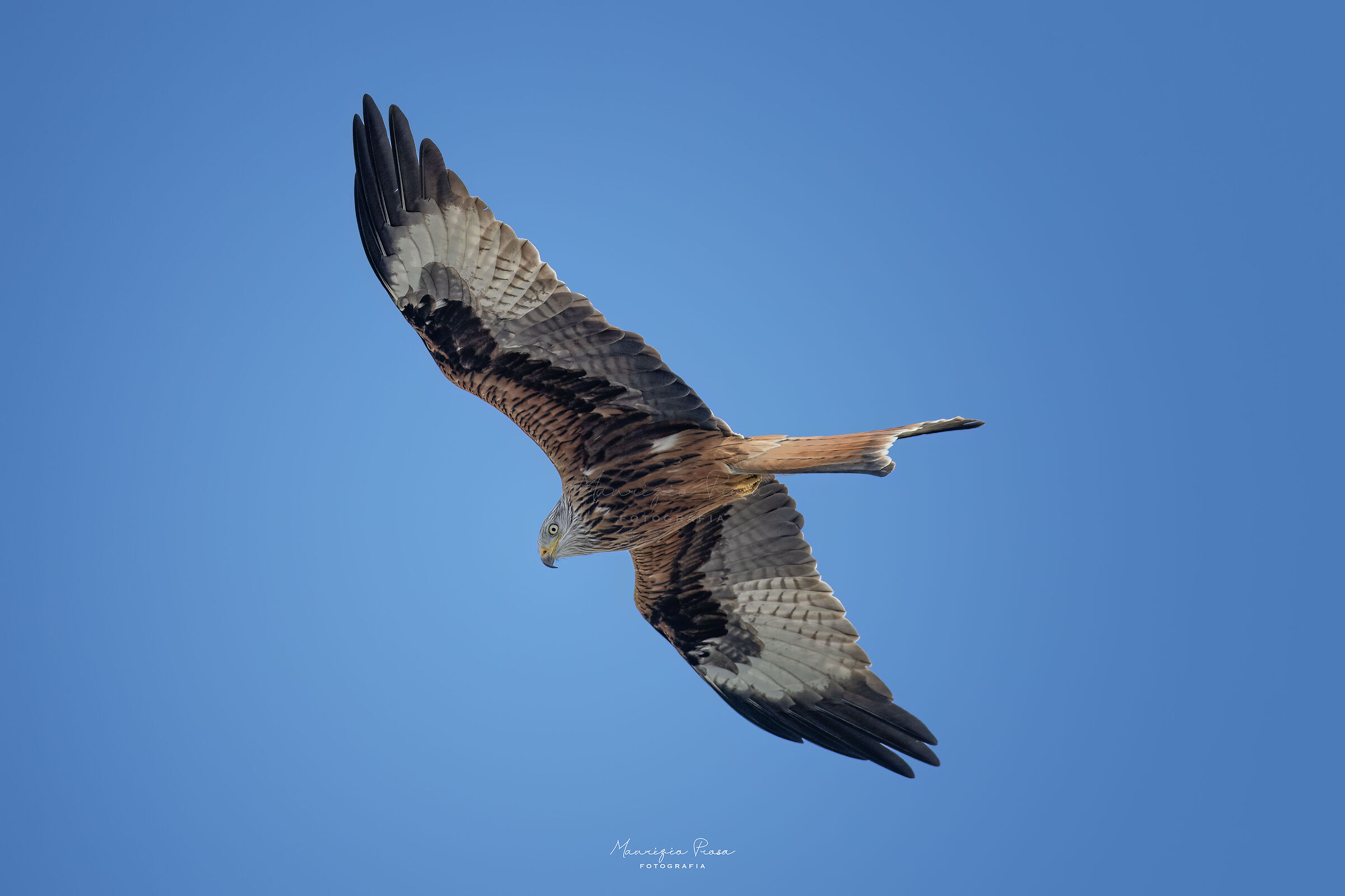 Red Kite