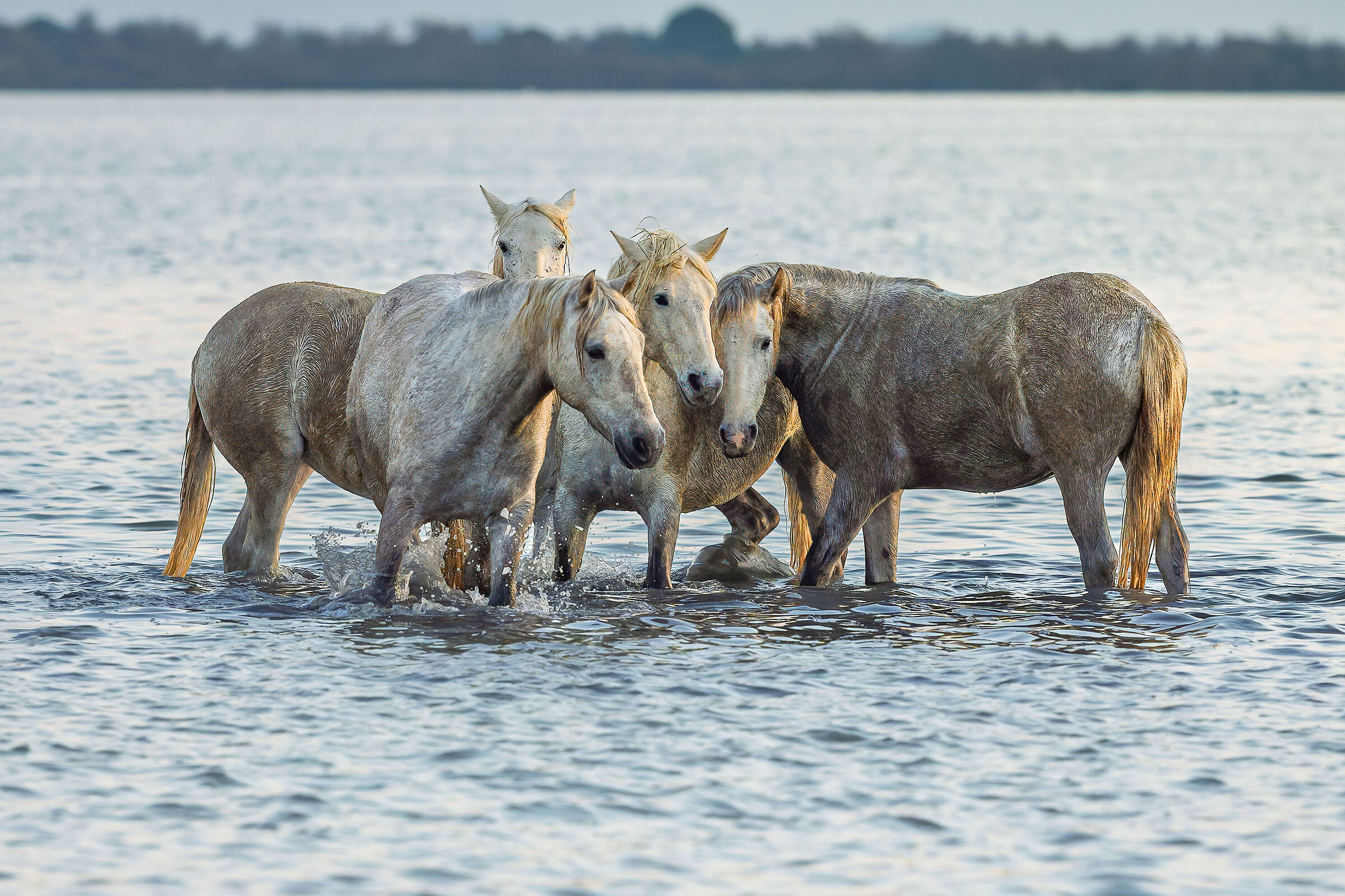 Camargue