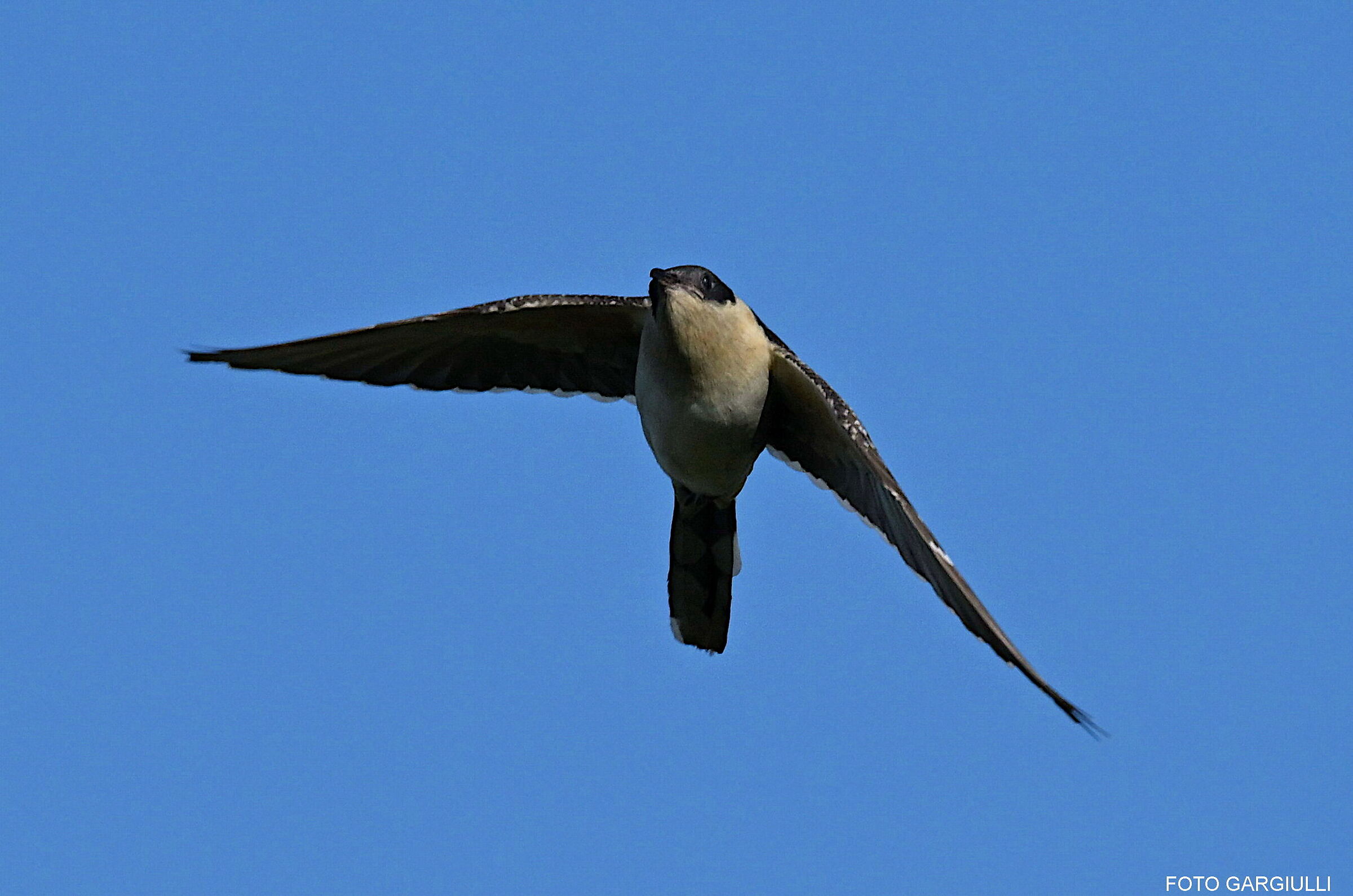 Tufted cuckoo