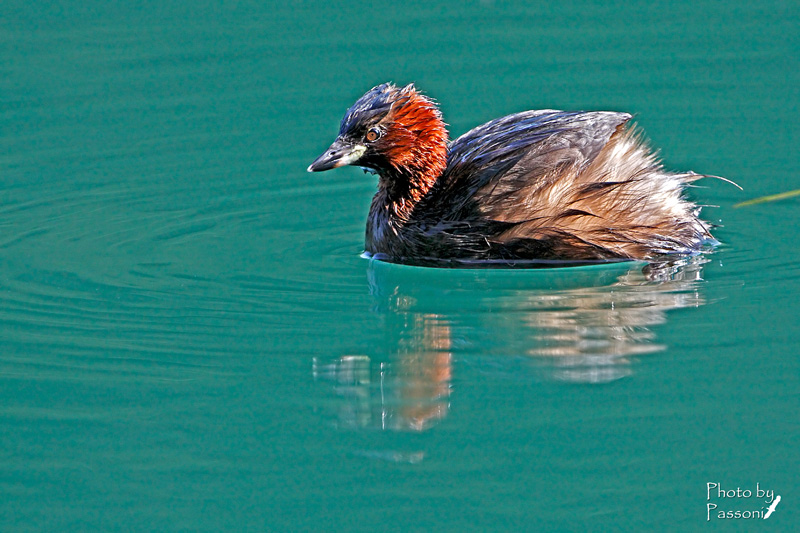 Little Grebe!