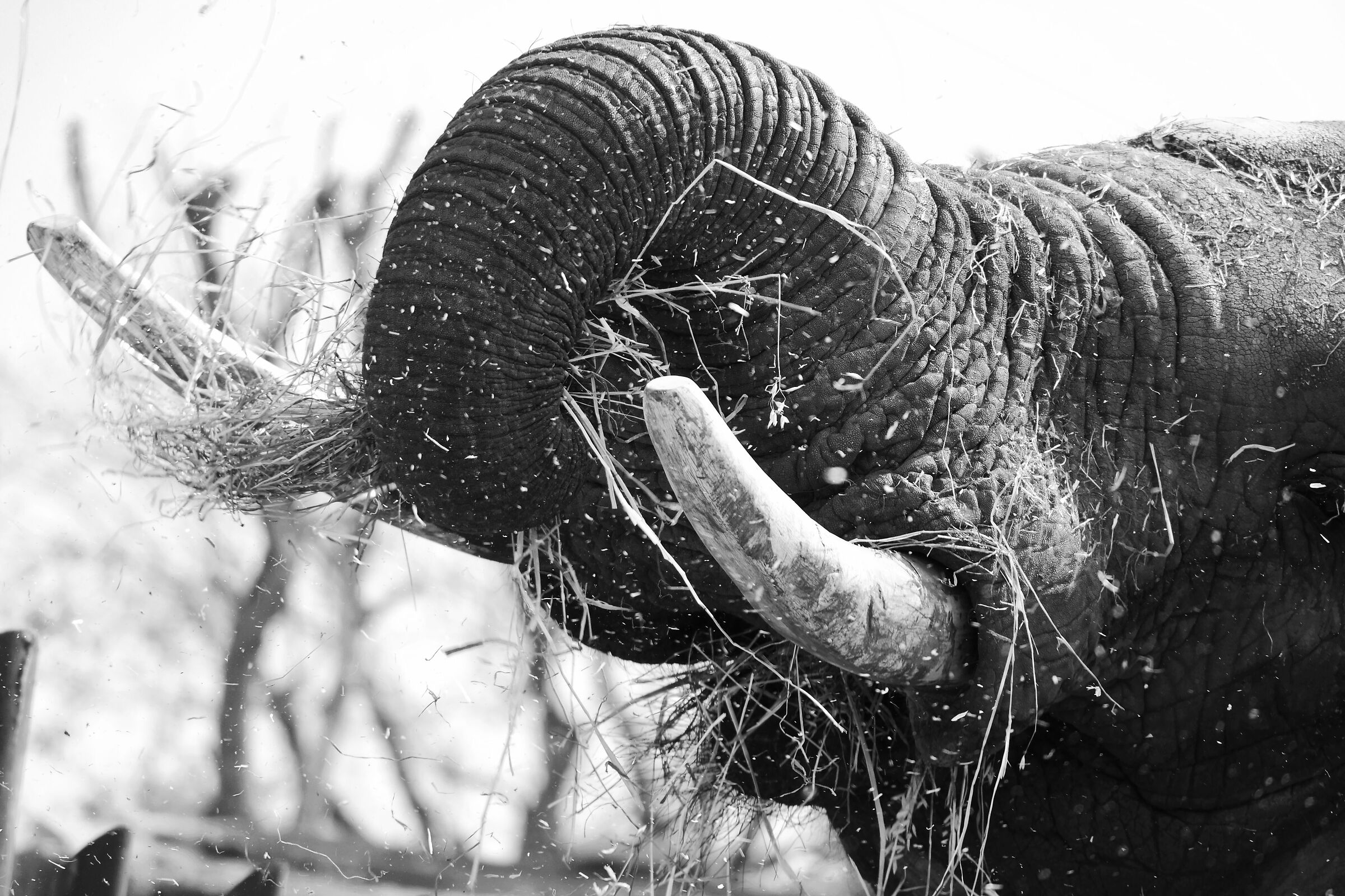 Elephant