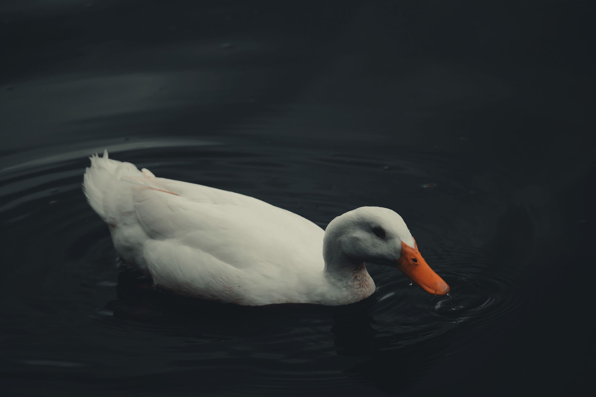 Untitled Photo