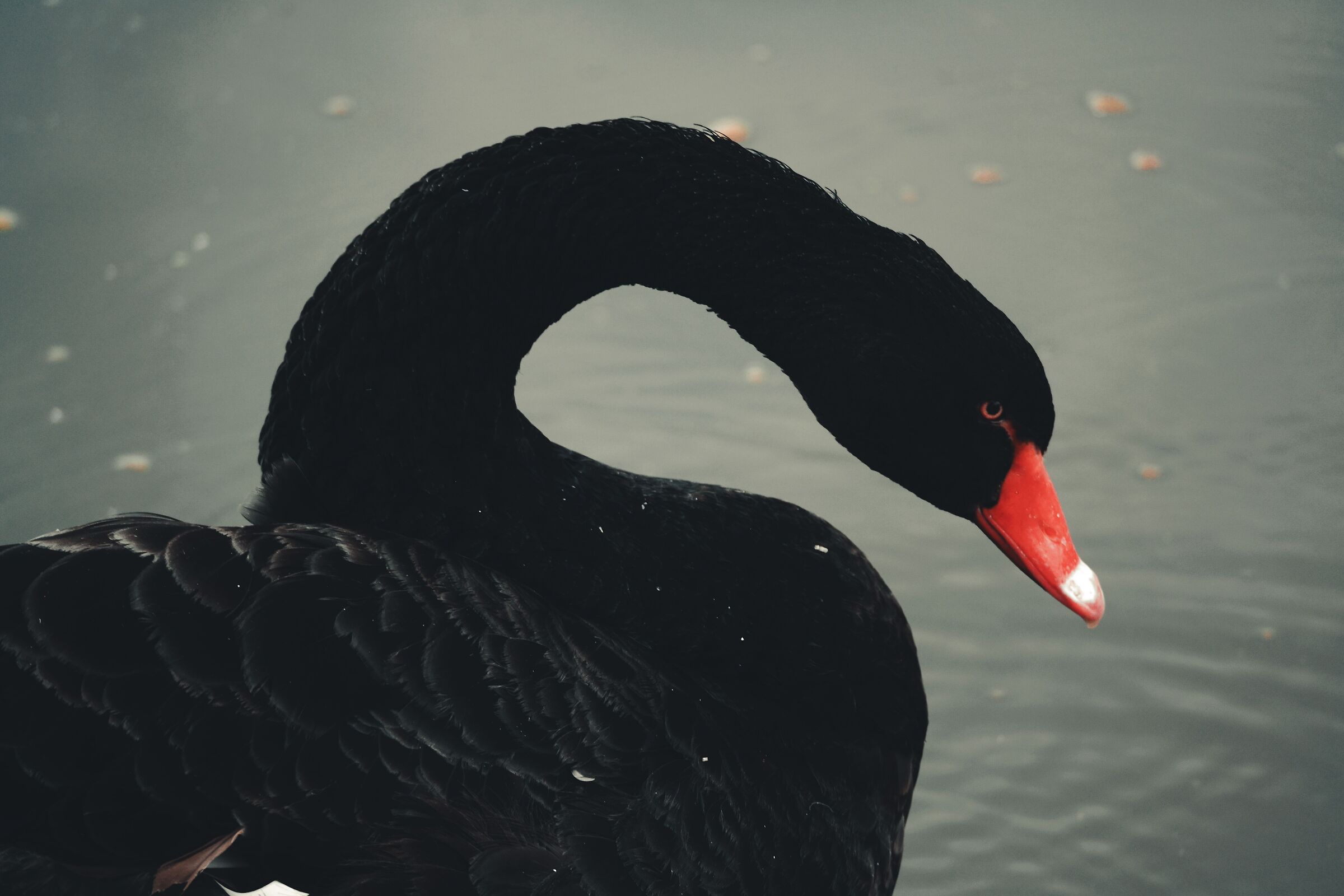 Untitled Photo