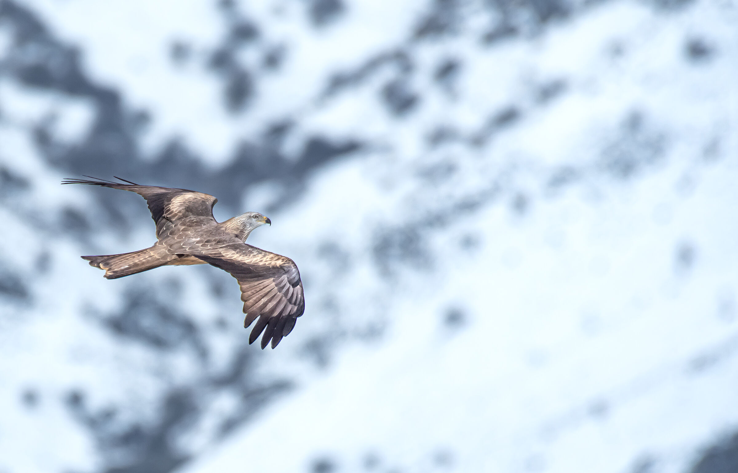 The red kite in the snows of the Madonite highlands