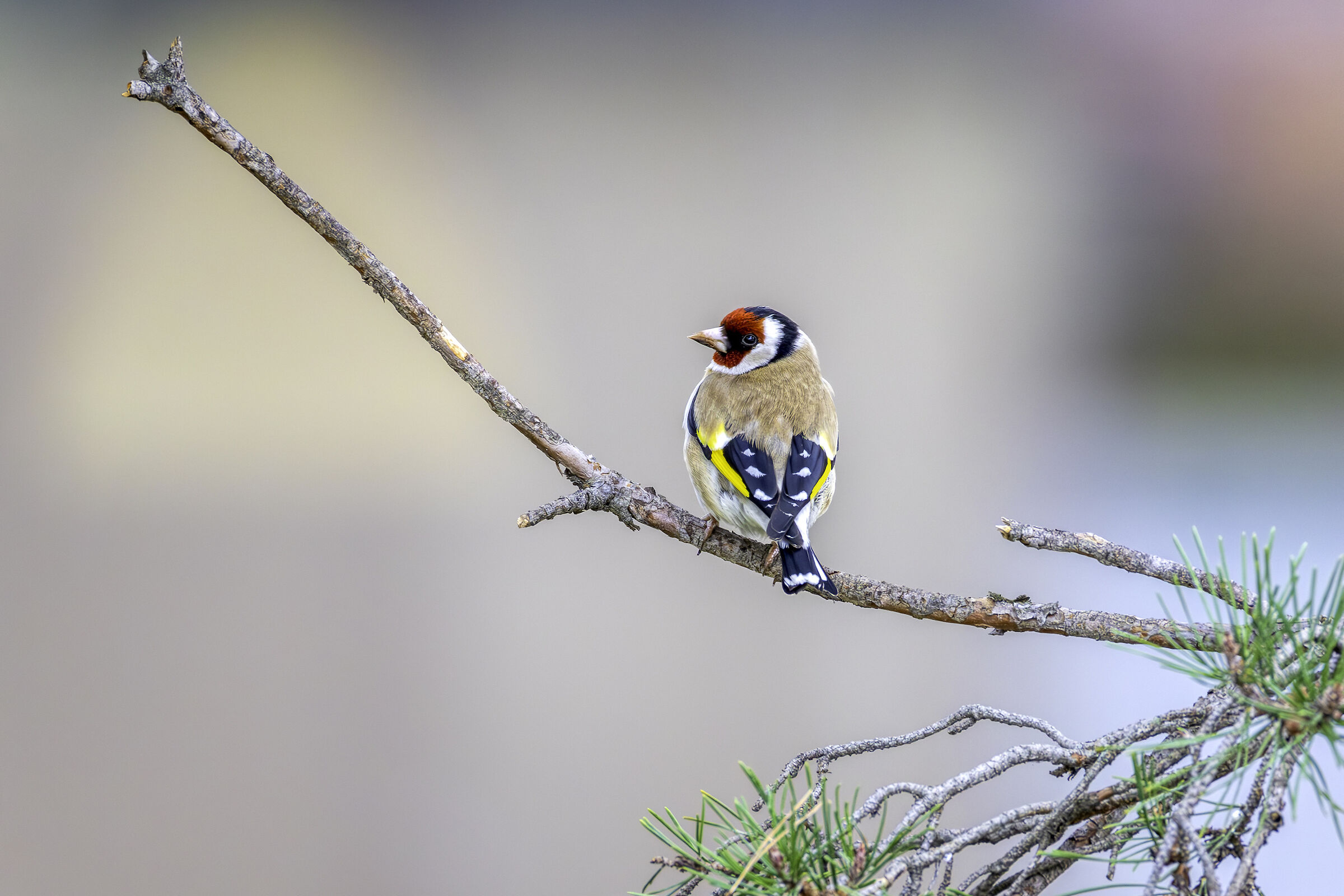Cardellino