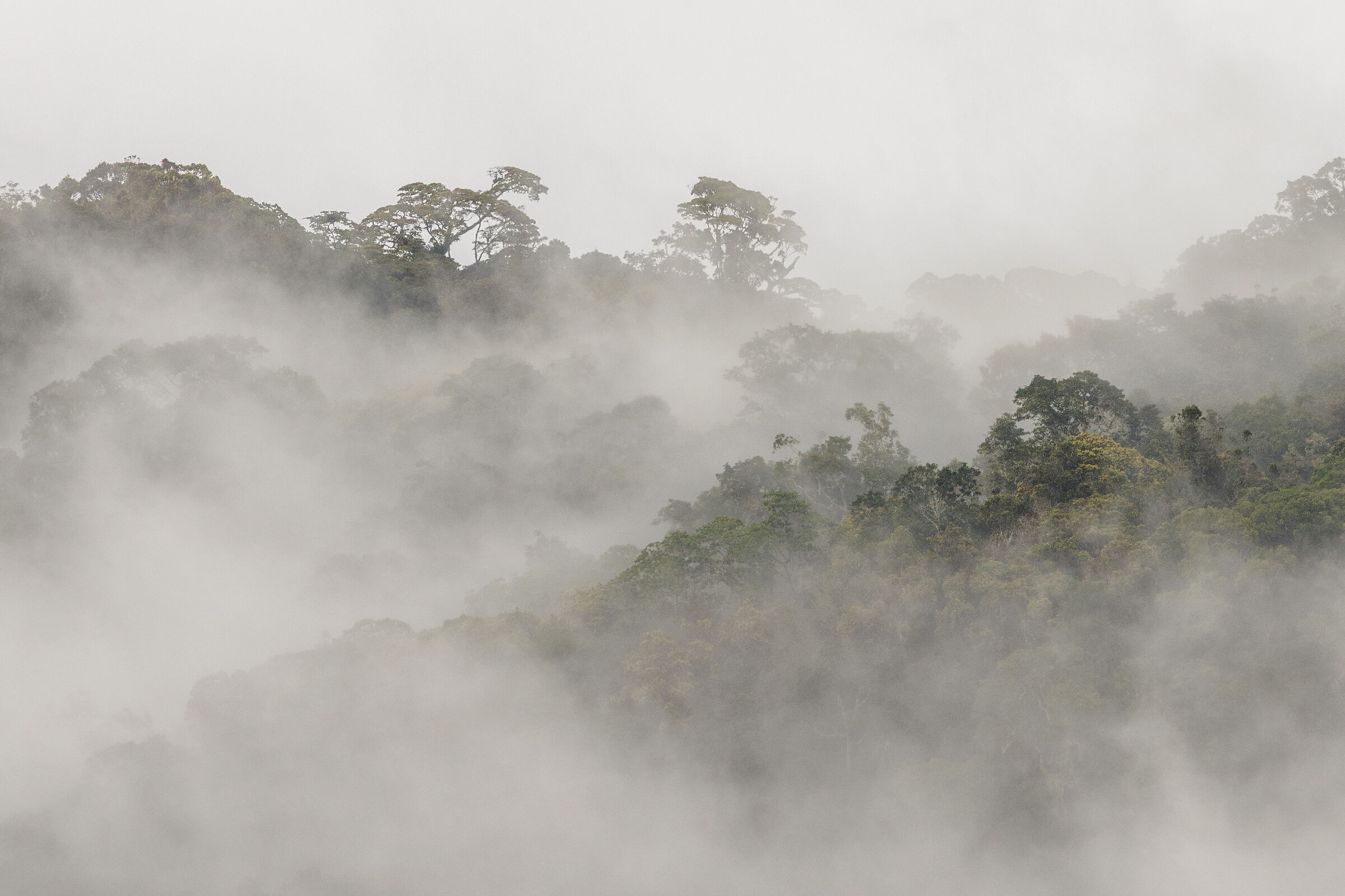 Nguru Mountains Mountain Rainforest