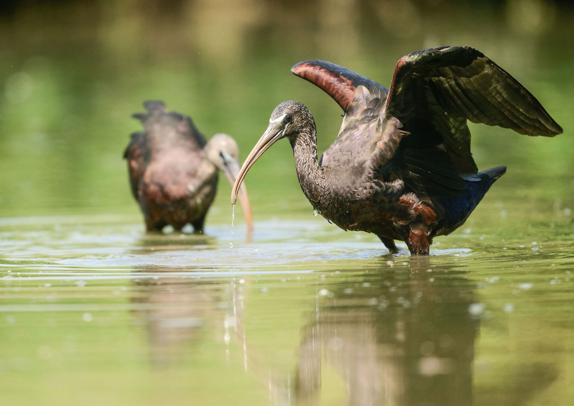 Glossy Ibis