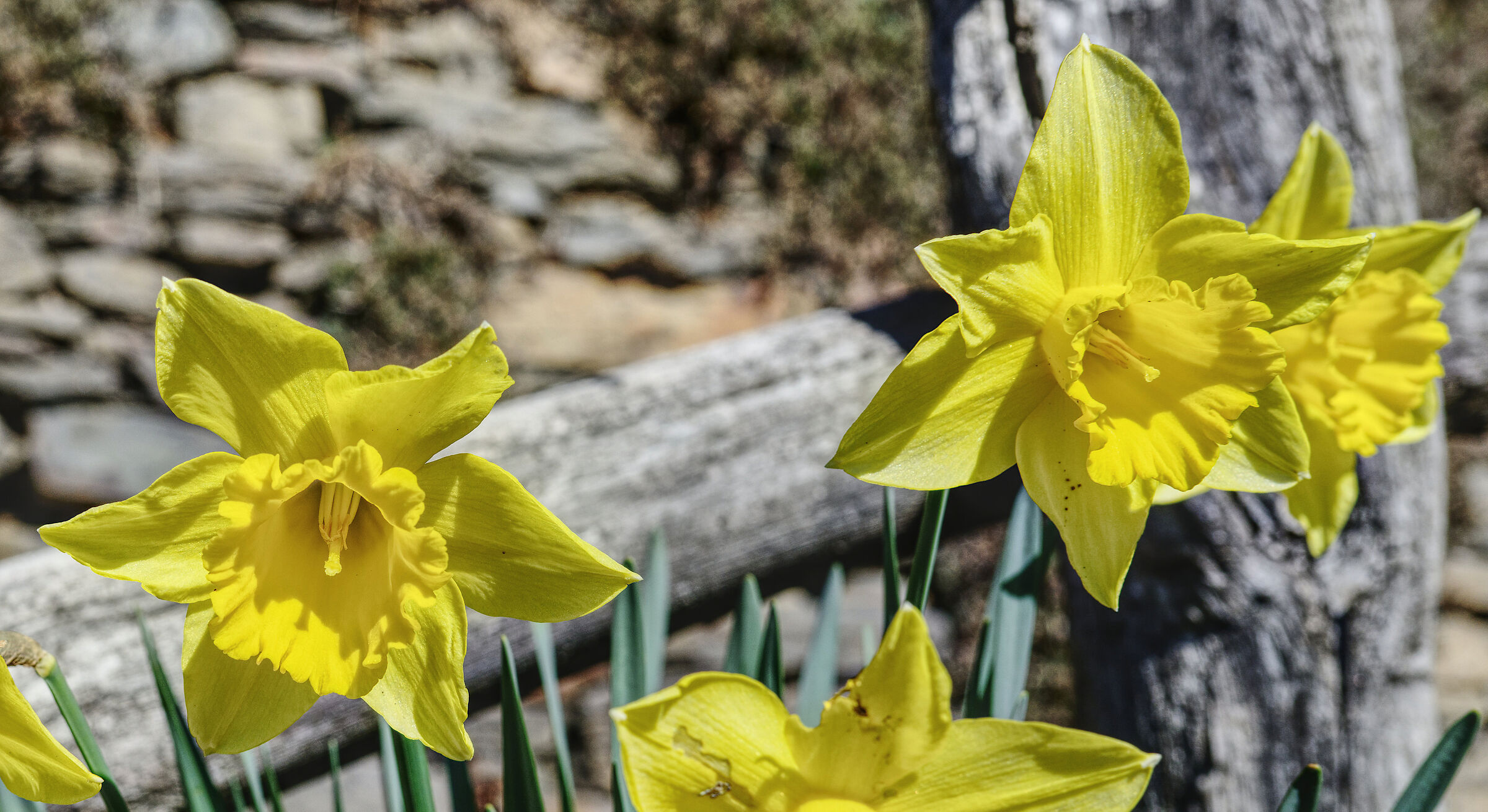 Narcissus Trombone