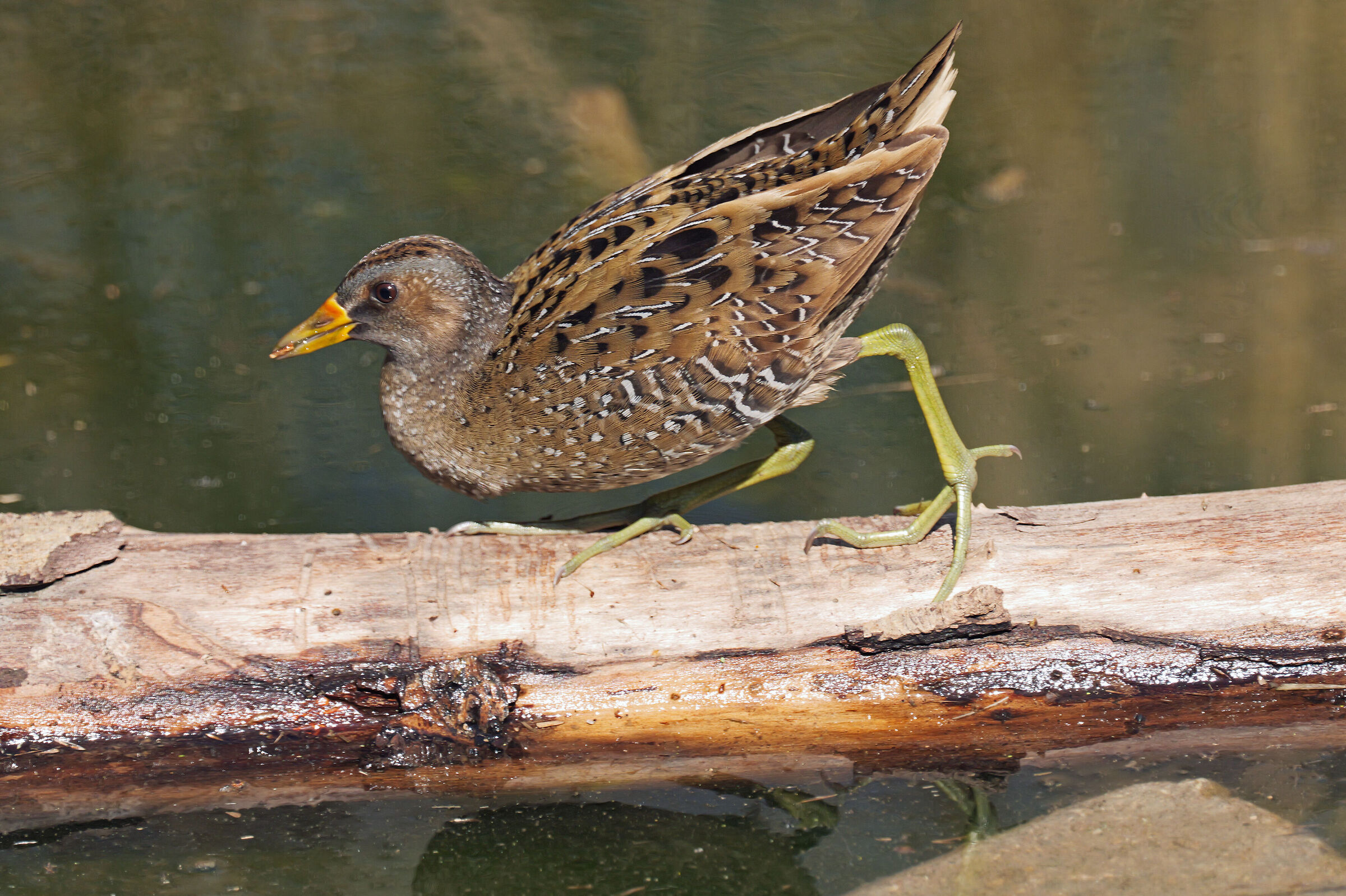Il passo del giaguaro