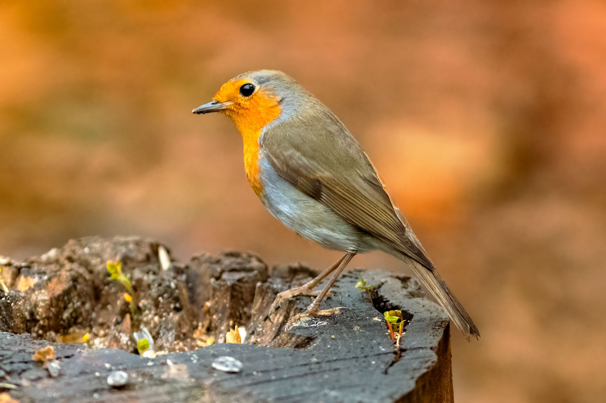 Robin