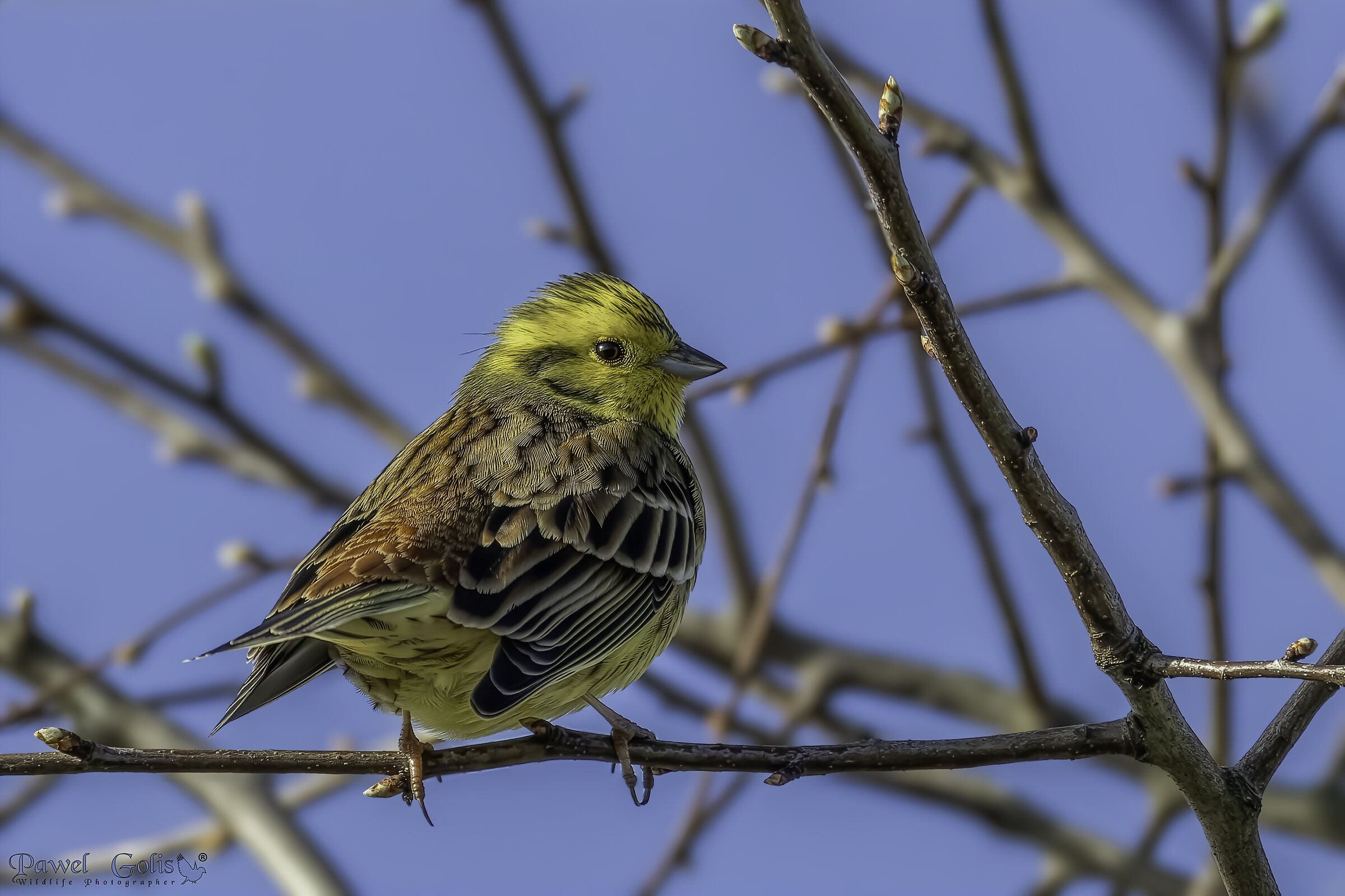 Martello giallo (Emberiza citrinella)