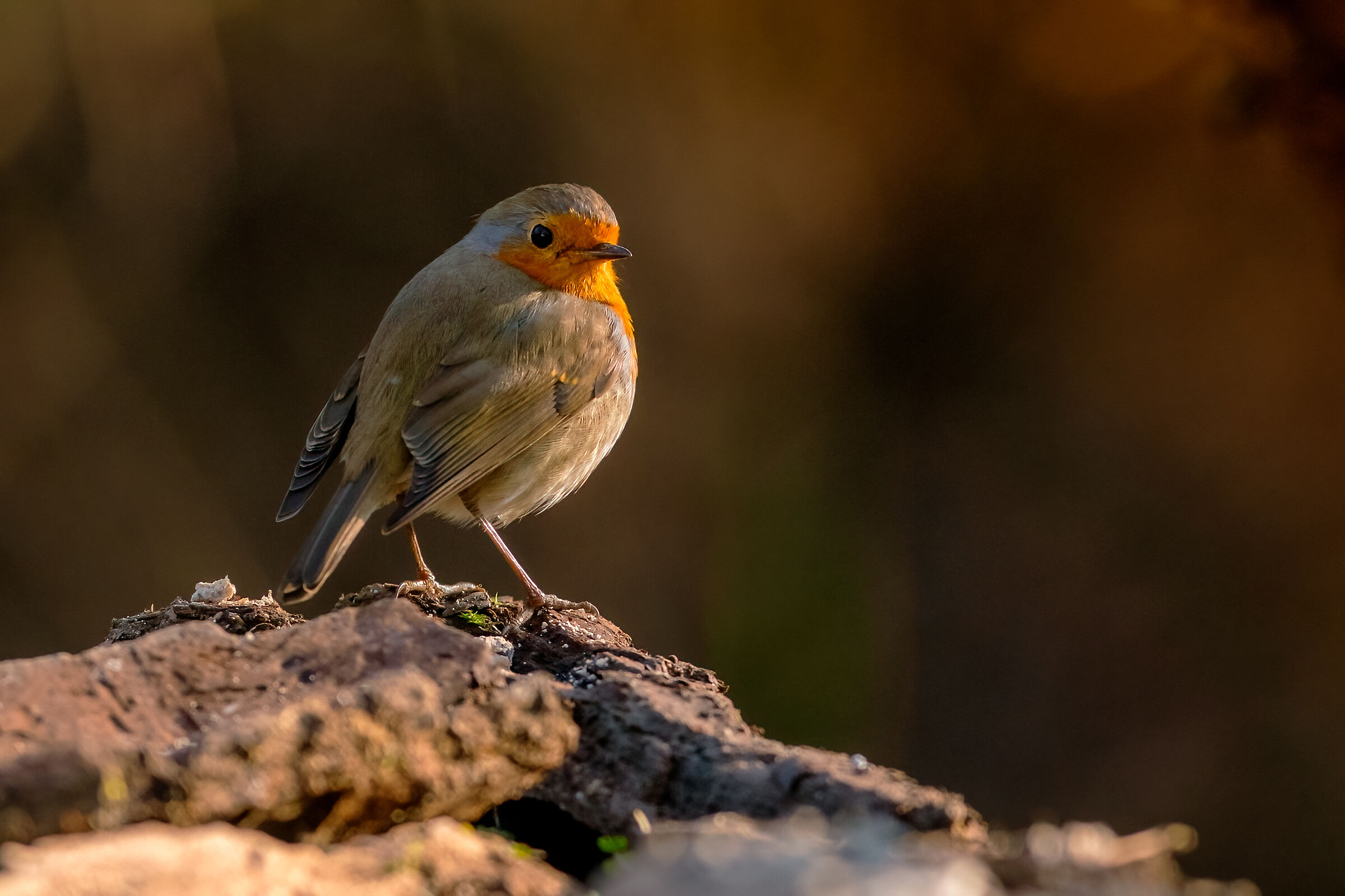 Robin