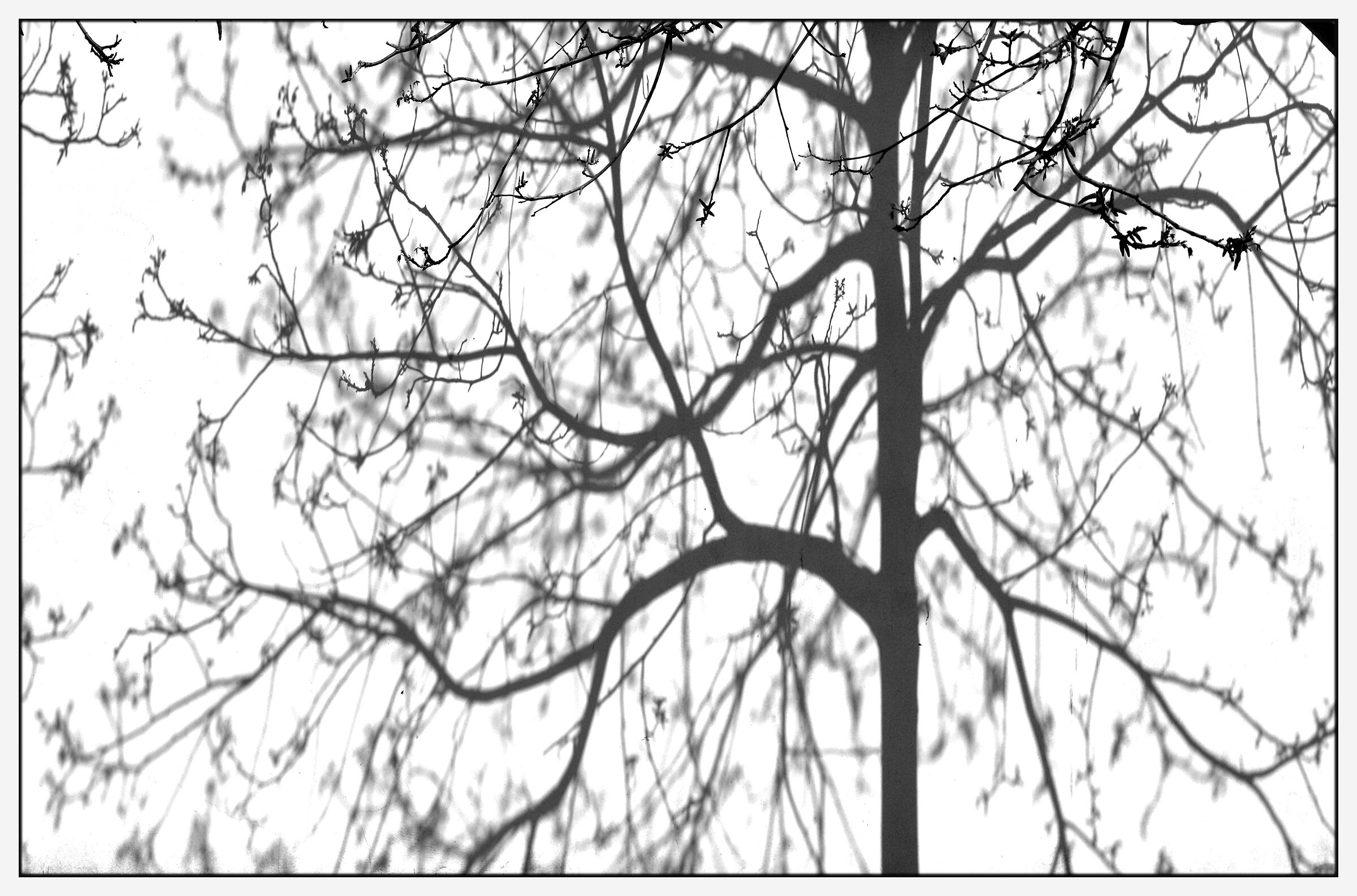 Shadows (Ombre)