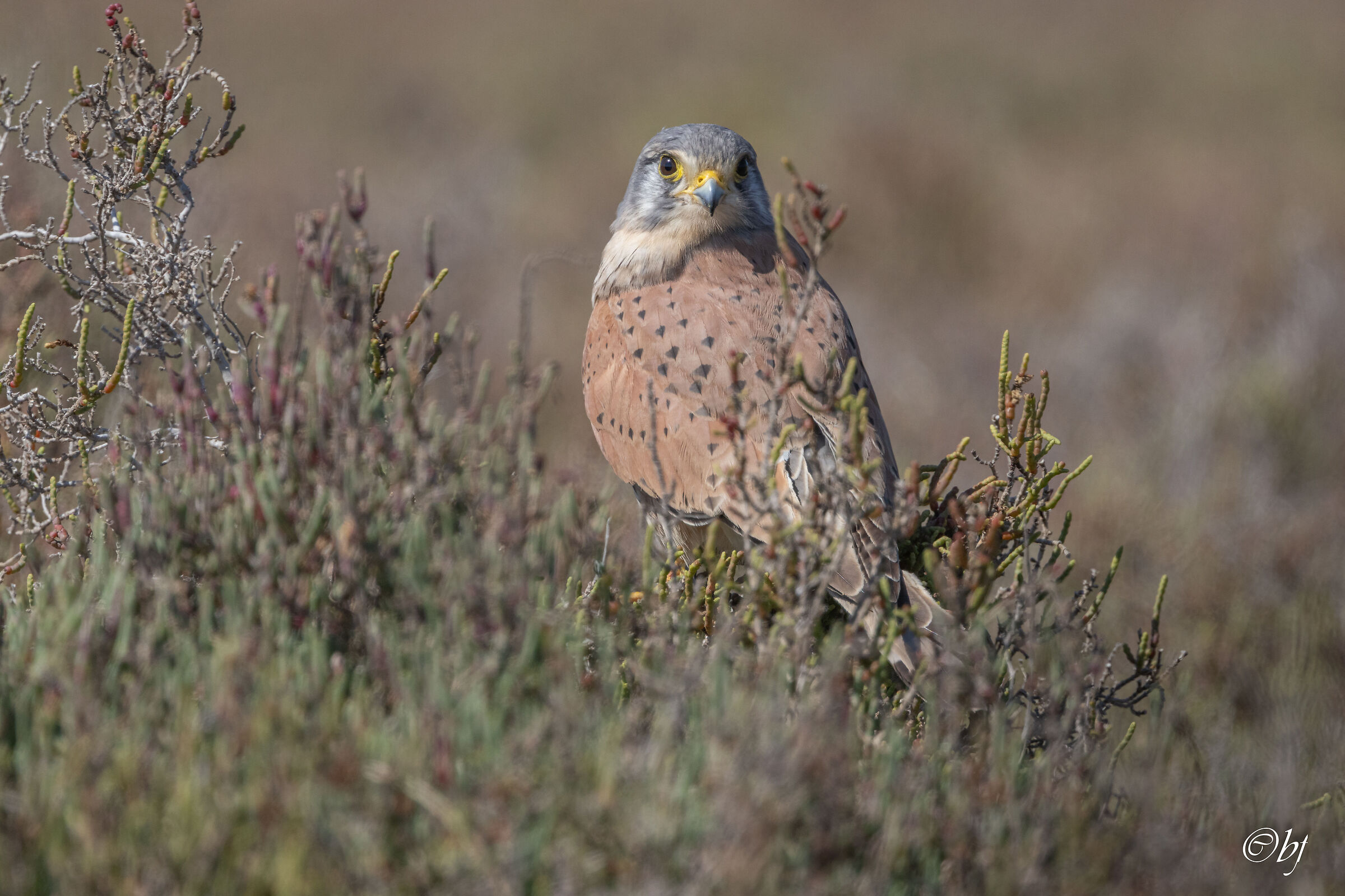 Kestrel