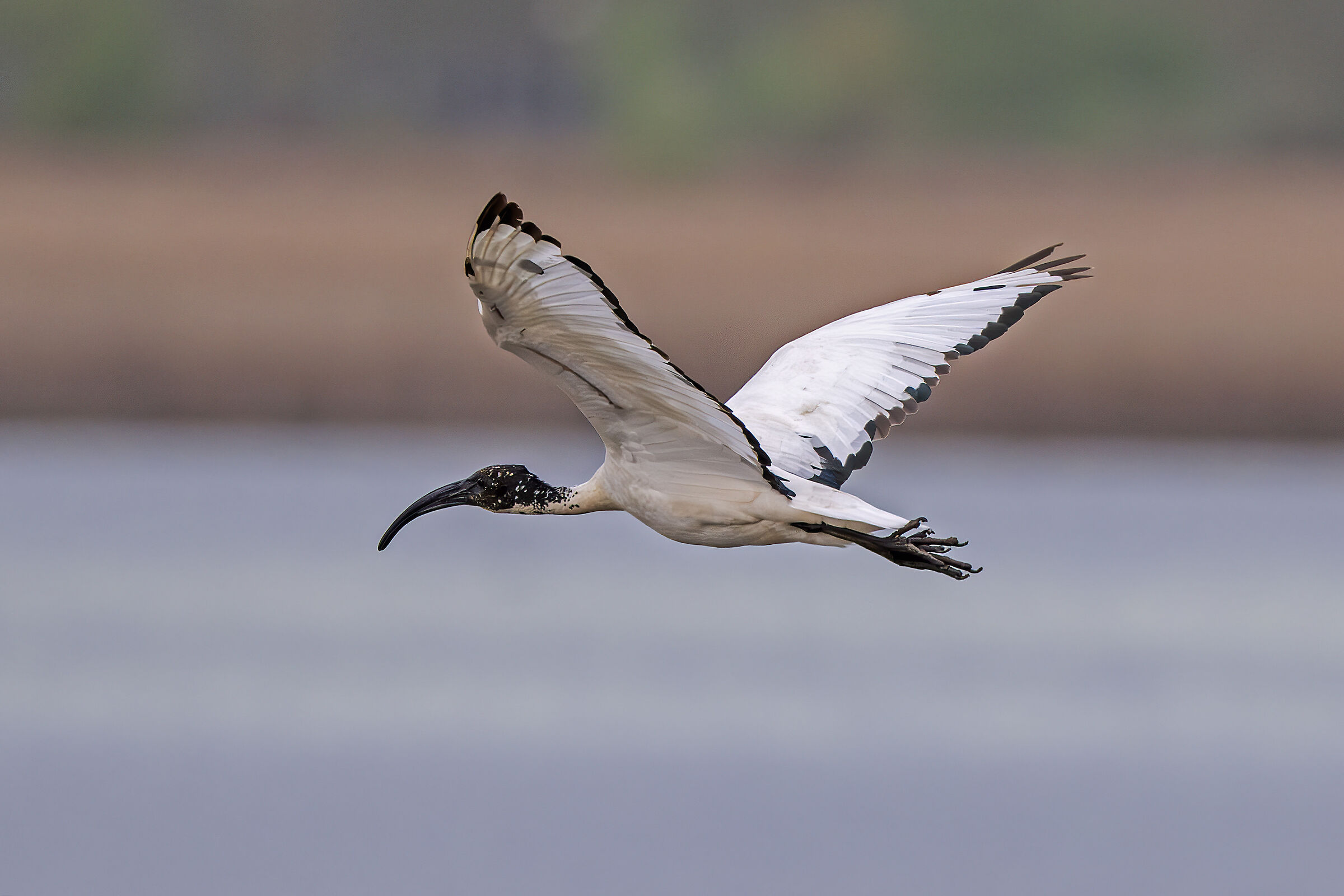 Sacred Ibis