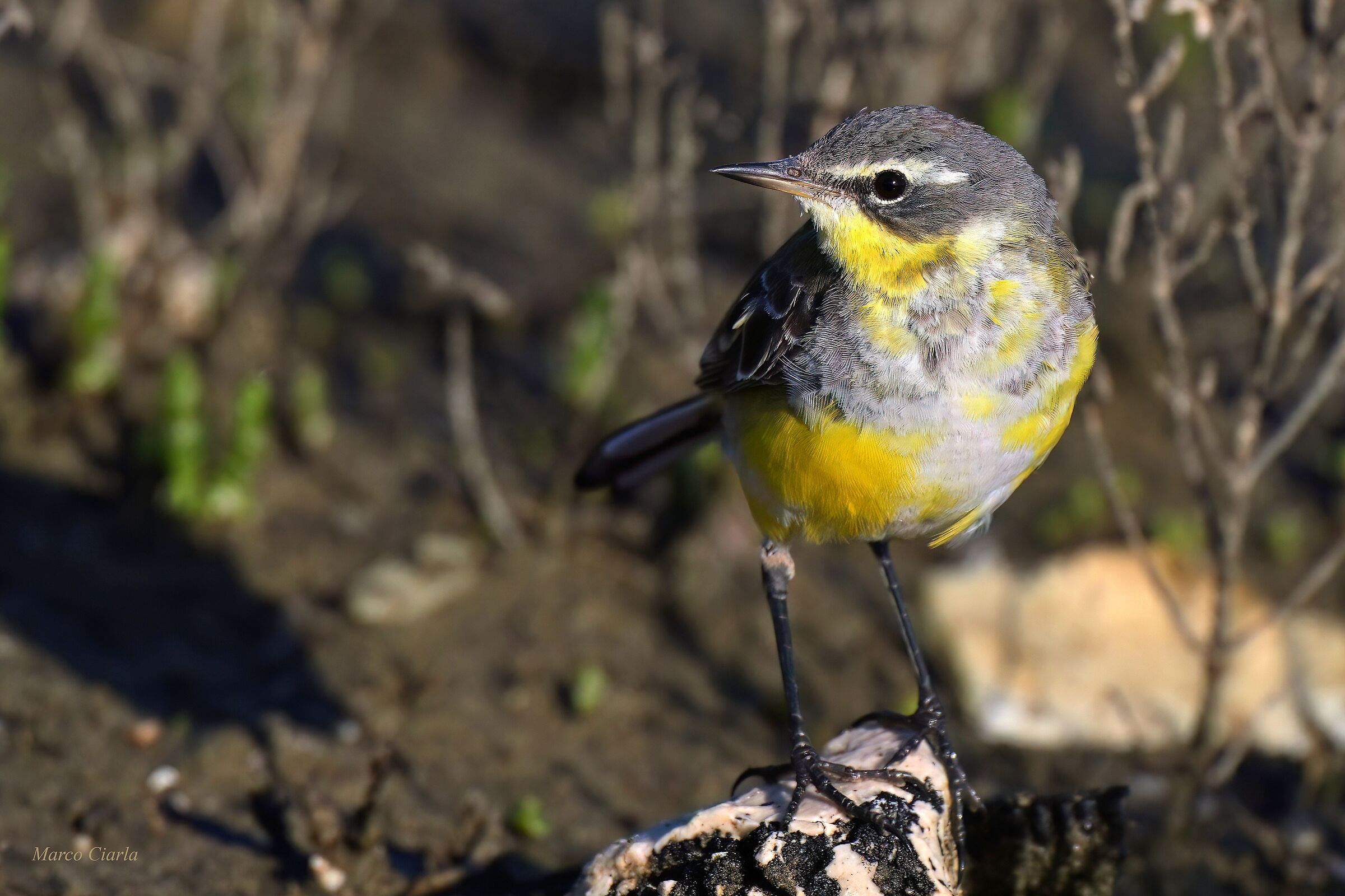 La Cutrettola di Bering (Motacilla tschutschensis)