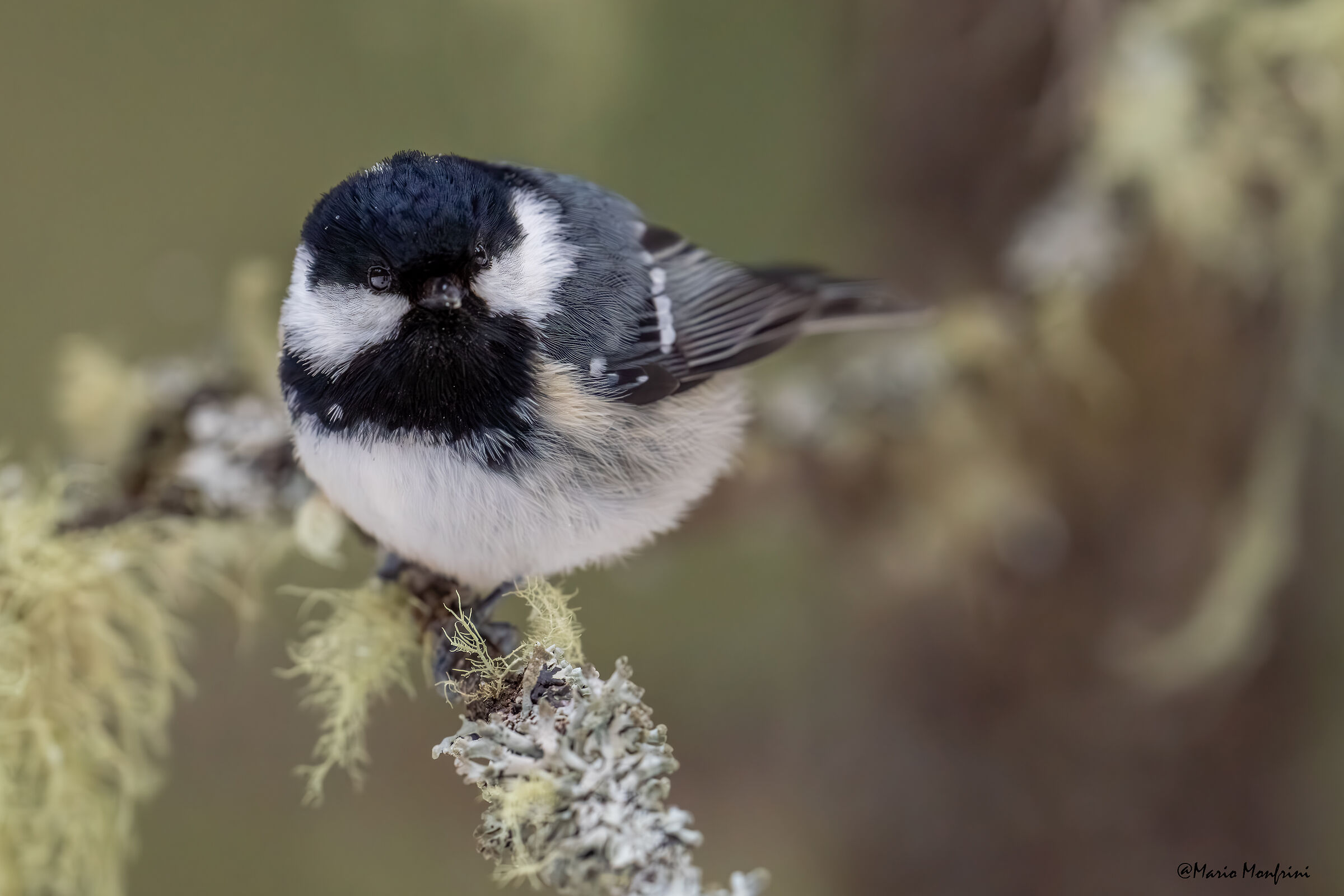 Cincia mora (Periparus ater)