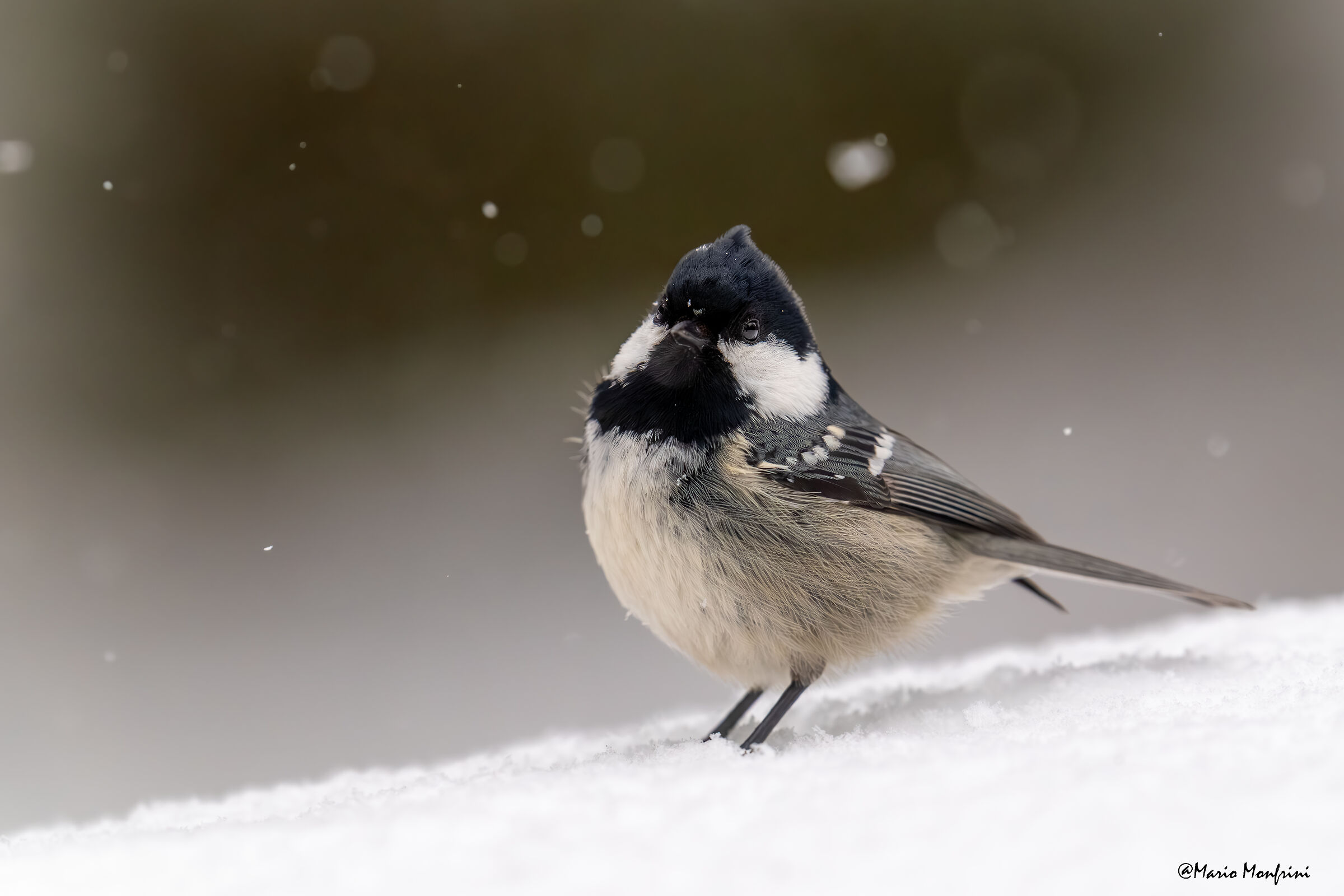 Cincia mora (Periparus ater)