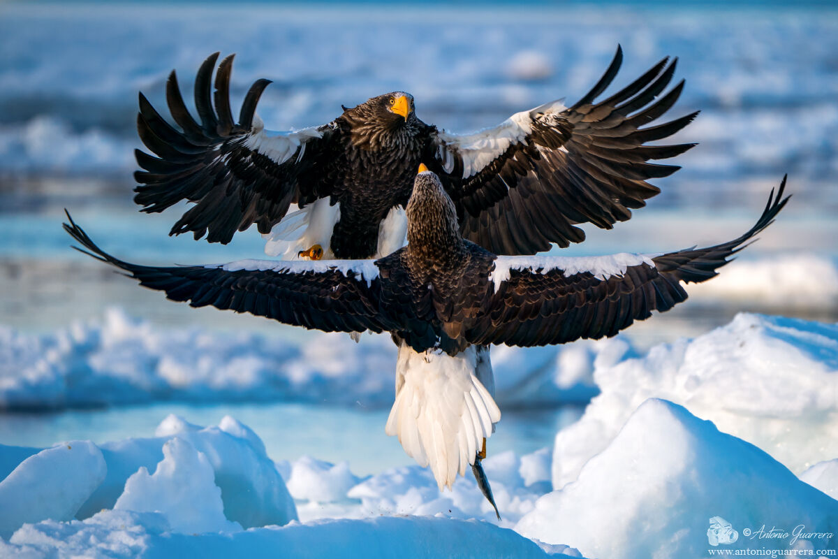 Moments of Tension - Steller's Sea Eagles